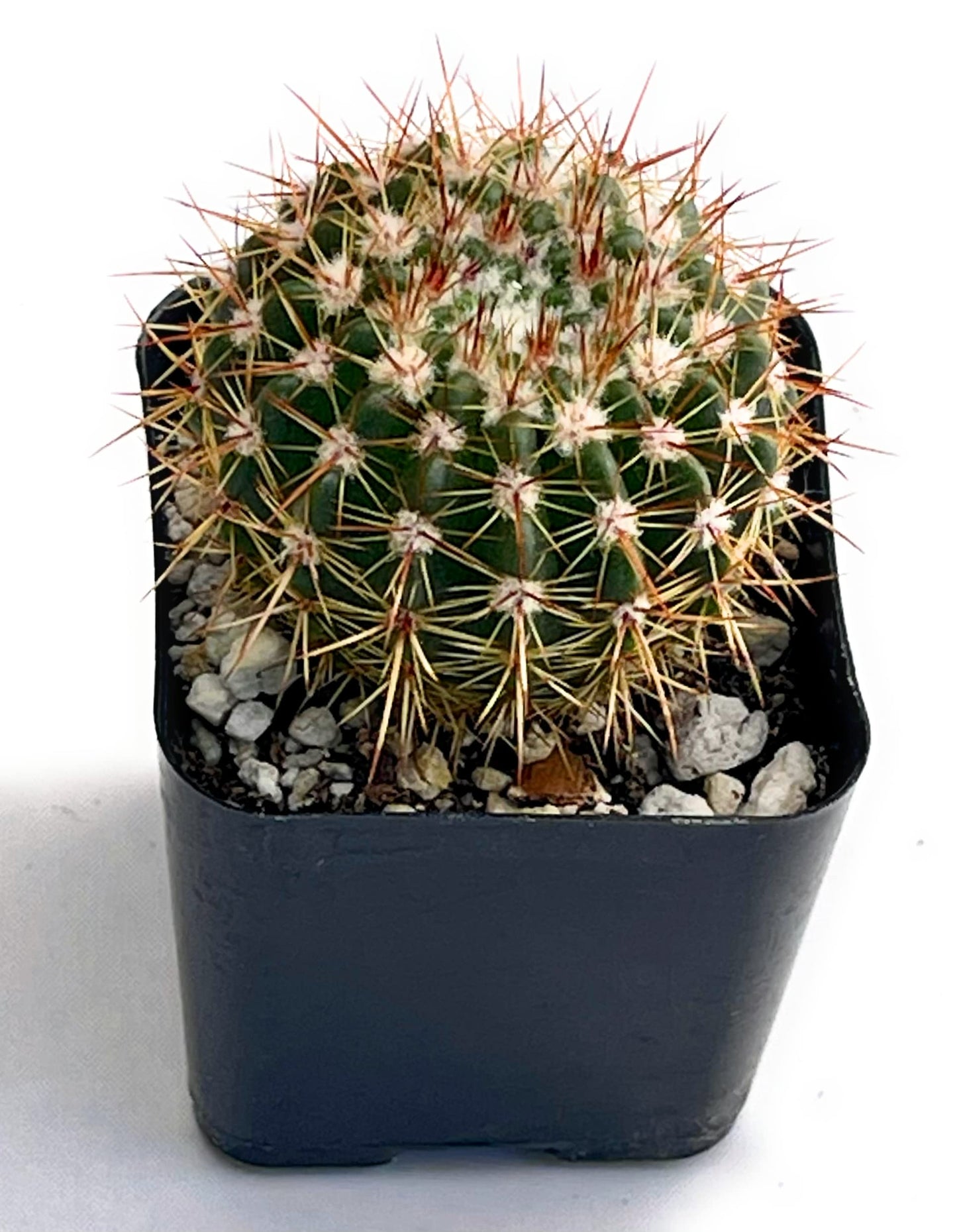 Fatplants Mini Cactus Plants Live Plants (4 Pack), Cactus Plant Indoor Live Plants, Cacti Plants Live Cactus Decor, Succulents Plants Live Houseplants, Mini Cactus Gifts in Cactus Soil Potting Mix