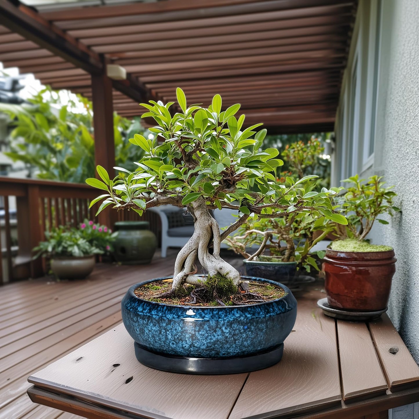 EPFamily Bonsai Pots - 13 Inch Ceramic Succulent Pots for Indoor Outdoor, Large Succulent Planter with Drainage Hole and Saucer, Round Shallow Flower Planters, Porch Decor, Gardening Gifts, Blue