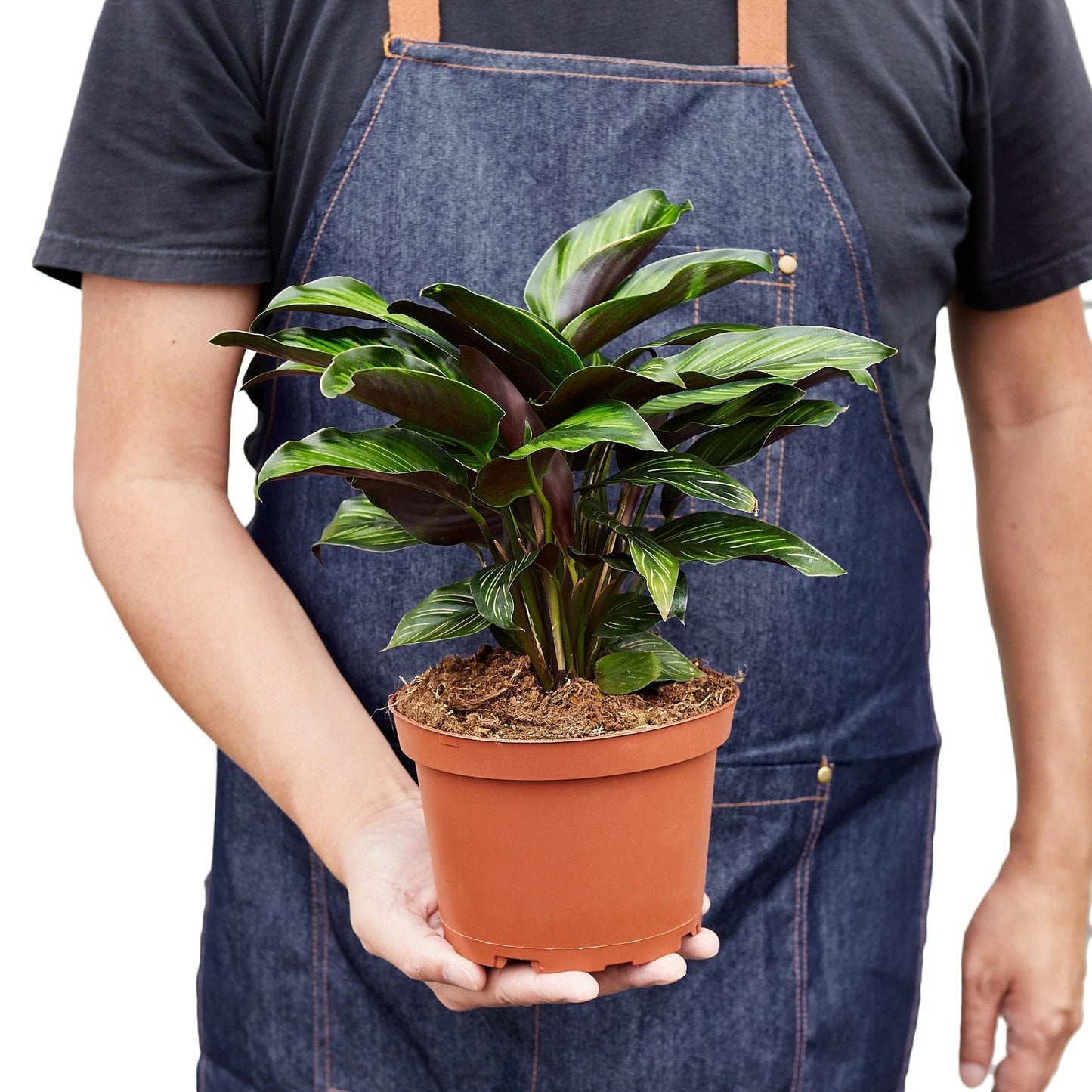 6 Pack Calathea 'Beauty Star' in 4in Pot - Live Plants Tropical Houseplants | Variegated | USA Growers | The Snobby Leaf