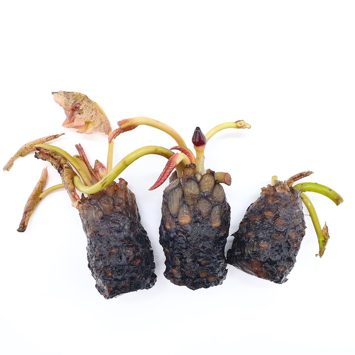 12 Live Hardy Purple Water Lily Tubers – Nymphaea ‘Purple Joy’ Pond Lily Rhizomes for Outdoor Ponds and Water Gardens