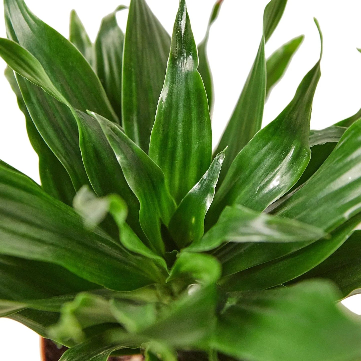 Dracaena Janet Craig | Live Plant for Indoor & Outdoor | for Living Room, Office, Bathroom | (3" Pot)