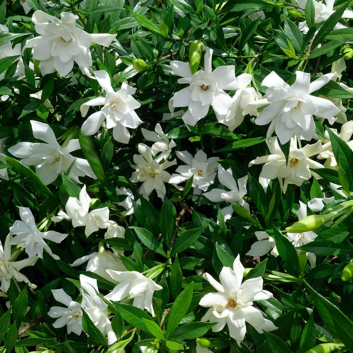 Frost Proof Gardenia (2.5 Gallon) Flowering Evergreen Shrub with Glossy Green Foliage and White Fragrant Blooms - Full to Part Sun Live Outdoor Plant