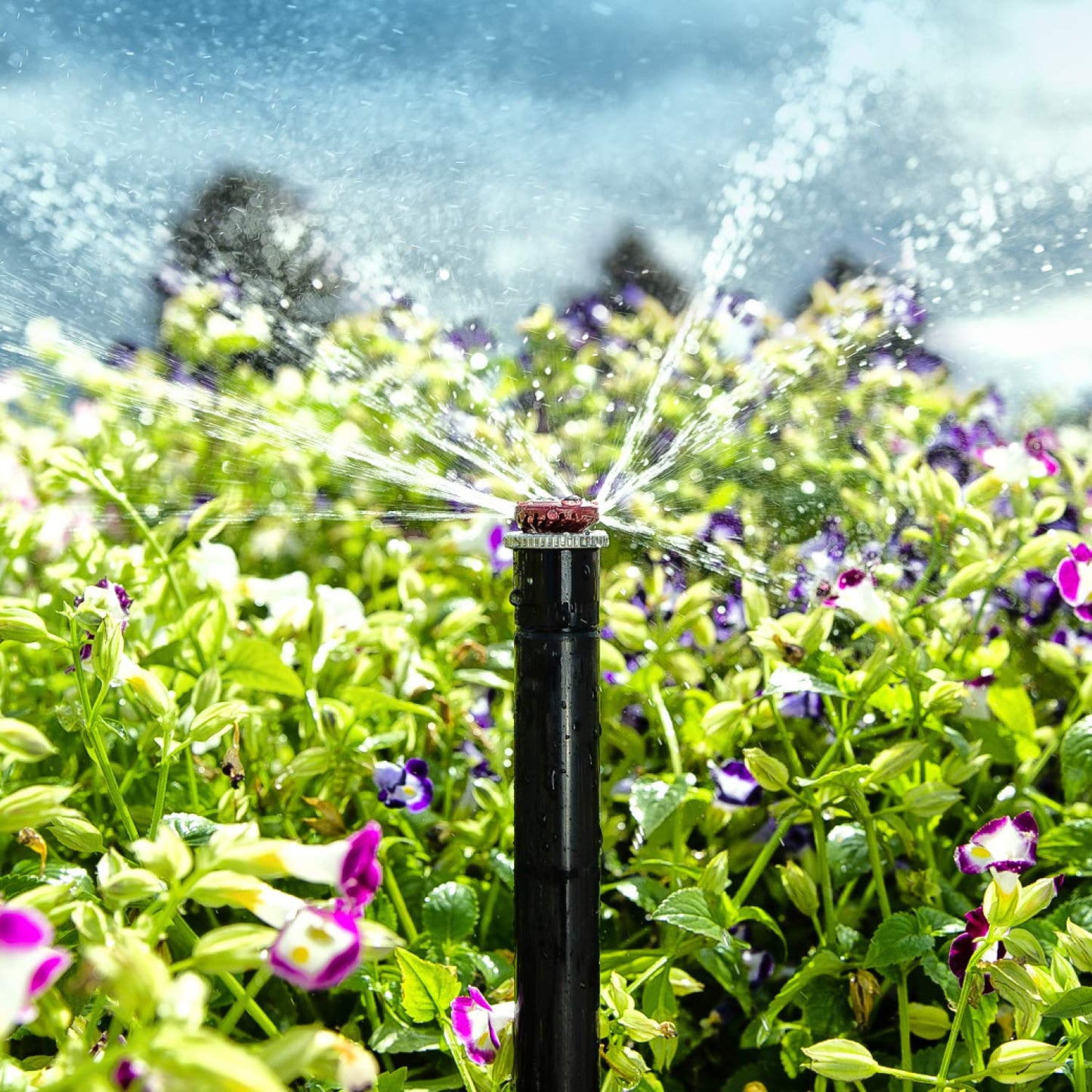 Hunter MP1000-90 Adjustable Sprinkler Nozzle – MP Rotator Head, 90°–210° Arc, 8'–15' Radius, Water-Saving Lawn & Garden Irrigation (Maroon)