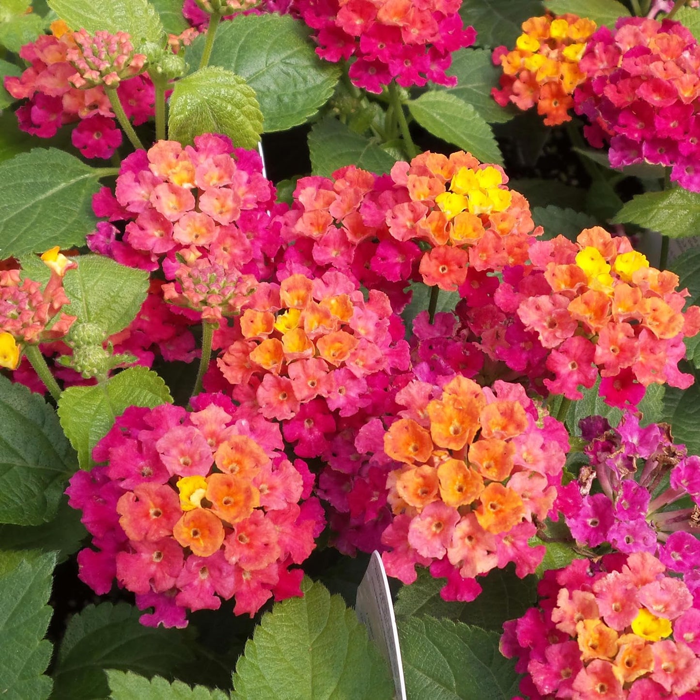 1 Rose Lantana Plant Live for Planting Outdoors, 6-9 Inch Tall, Fragrant Lantana Live Plants for Planting Outdoors, Butterfly Lantana Perennial Flowers Lantana Trees