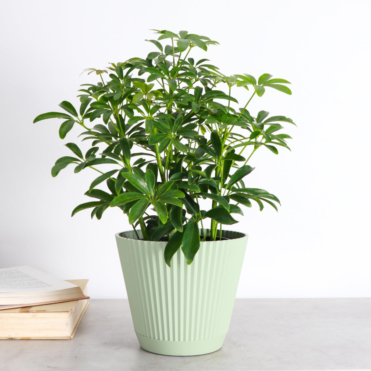 Thorsen's Greenhouse Live Arboricola Umbrella Tree Plant, Schefflera Arboricola, Natural Air Purifier, Easy to Grow, Live Indoor Houseplant, 6-inch Diameter (Sage (6" Pot))