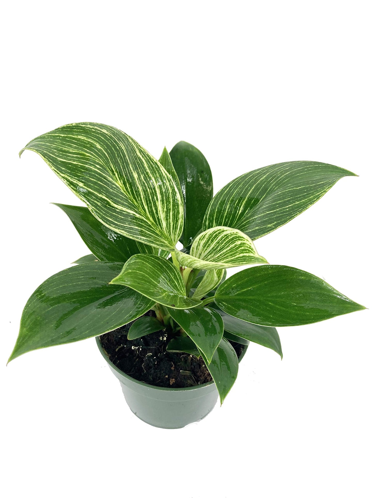 5 Pack Indoor Houseplant Collection - 5 Live Plants in 4 Inch Pots - Grower's Choice Based on Health, Beauty and Availability - Florist Quality Easy to Grow Air Purifying Indoor Plants