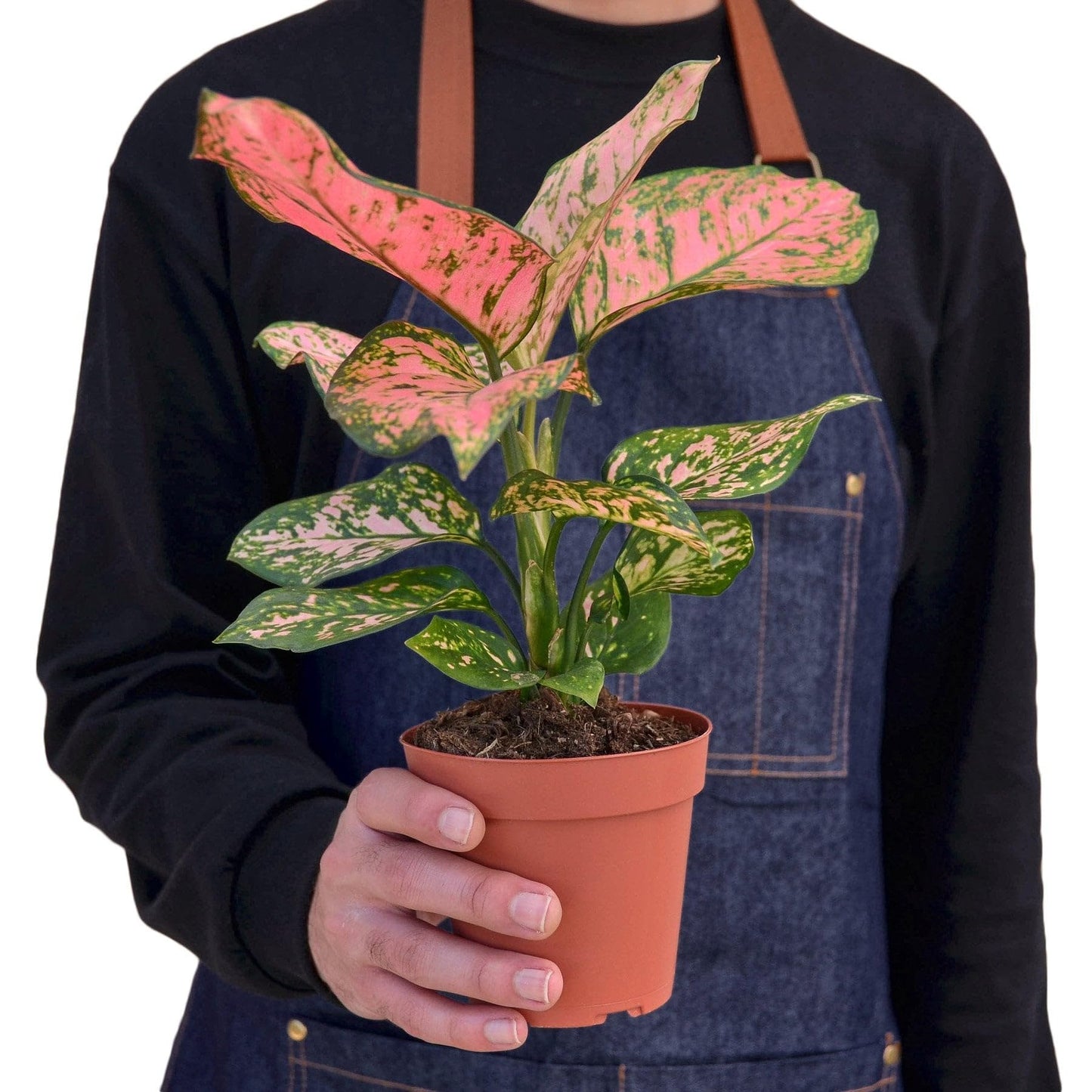 Chinese Evergreen 'Lady Valentine' in 2in Pot - Live Plants Tropical Houseplants | Variegated | USA Growers | The Snobby Leaf
