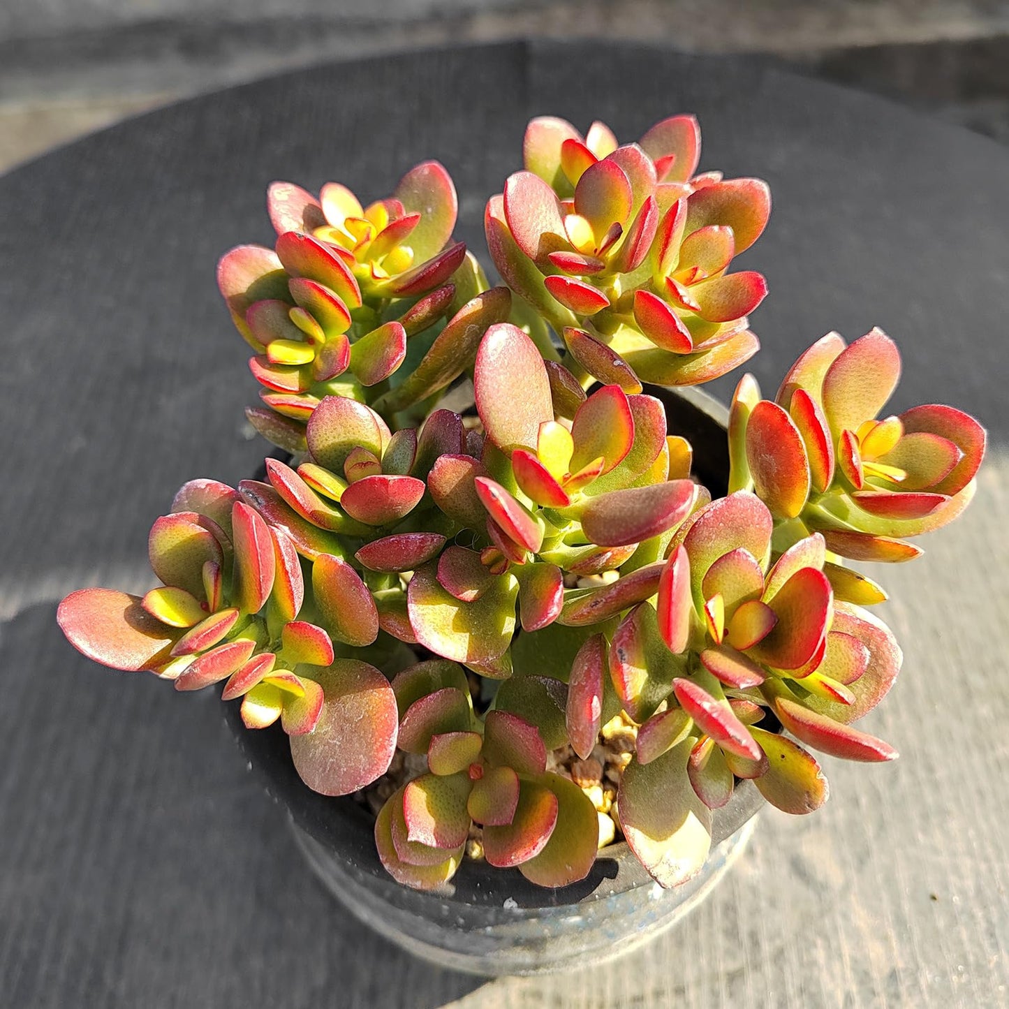 Sprout N Green Dwarf Jade - Crassula Ovata Crosby's Compact, Rare Cute Succulent Plant Fully Rooted in 2" Pot, Easy to Care, Keep Away from Pets