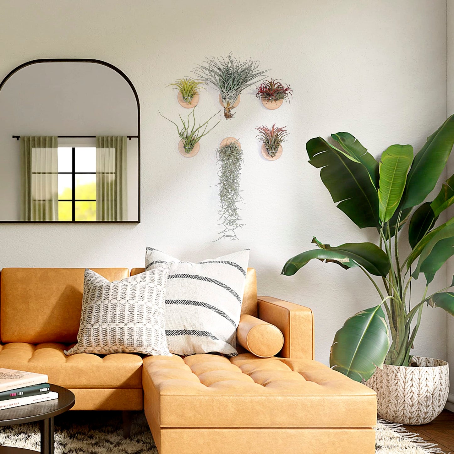 MITIME Air Plants Holders-Real Wood Live Air Plant Holders.Rustic Air Plant Stand,Wall-mounted to save space.(Plants not included)(Orbicular Set of 6)