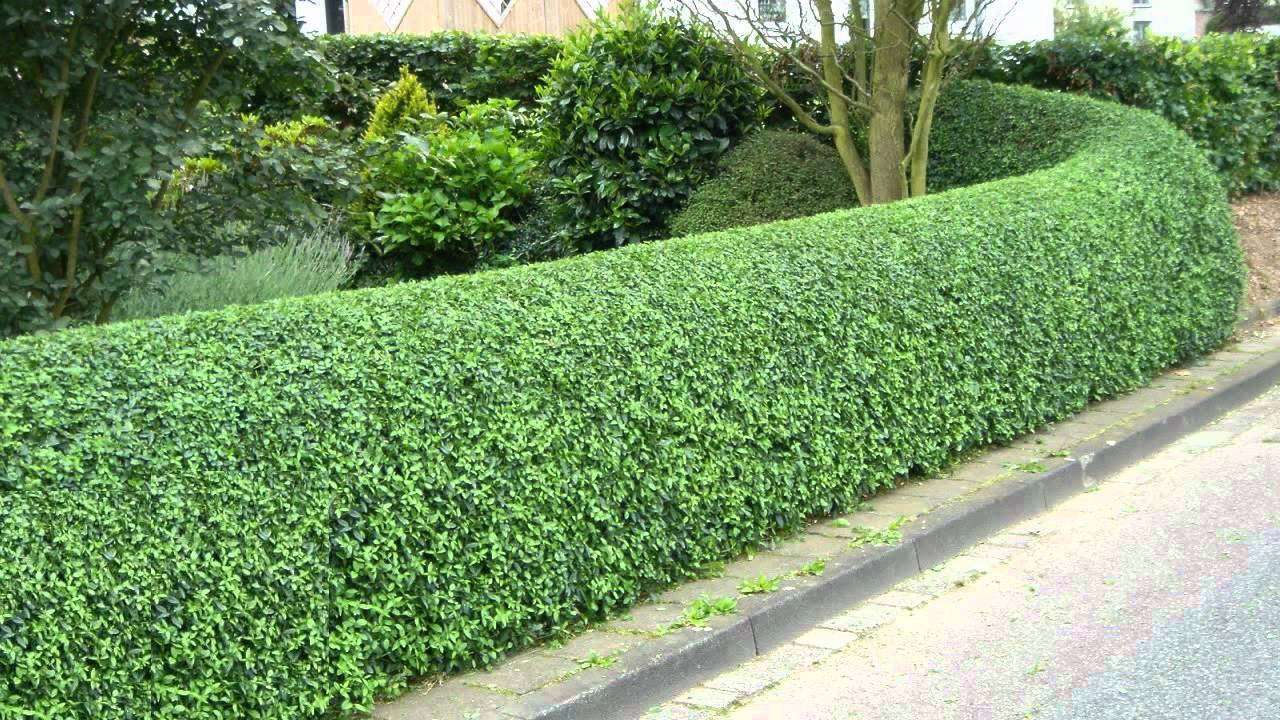 Ligustrum Waxleaf Privet - 30 Live Plants - Evergreen Privacy Hedge Shrub