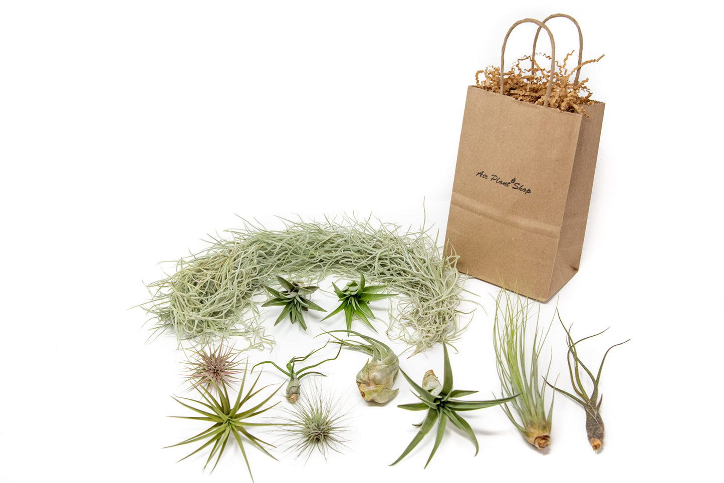 10 Pack Grab Bag Air Plants Gift Wrapped with Tillandsia Usneiodes Spanish Moss - Live Tillandsia - Easy Care House Plant - Succulents - 30 Day Guarantee