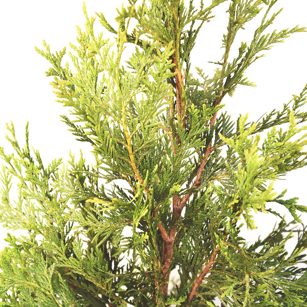Perfect Plants Thuja Green Giant Live Plant, in 3 Gal. Grower's Pot, Includes Care Guide