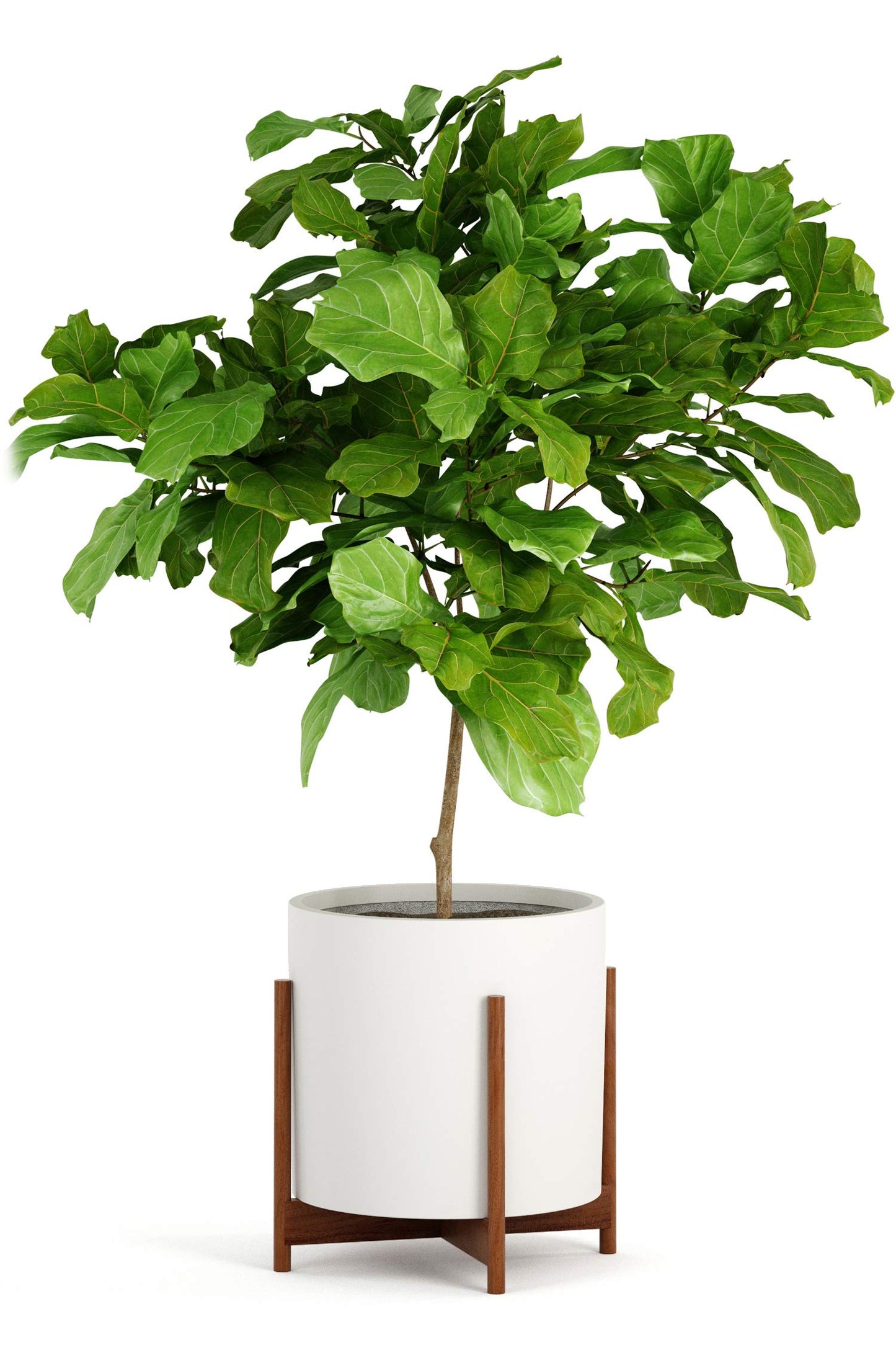 Fox & Fern Mid Century Plant Stand — 14.9 Inch Fixed Size Wooden Plant Stand for Indoor Planters (Not Included) - Extra Large Flower Pot Holder for Indoor Big Pots - Plug In Design - Acacia