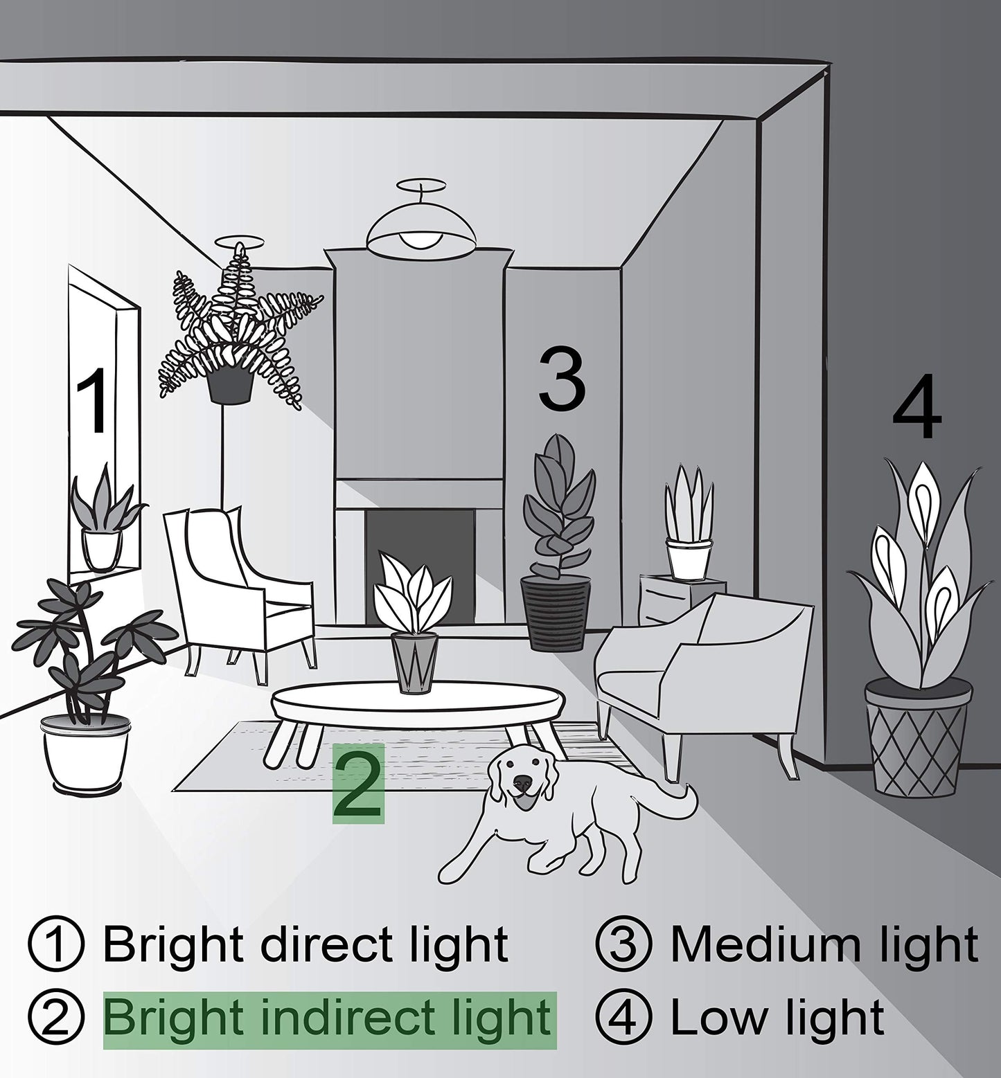 Thorsen's Greenhouse Green Prayer Plant, Live Indoor Plant, Pet Friendly, Uncommon Houseplant, Green Maranta, Easy to Grow, 4" Diameter Pot (Lavender)