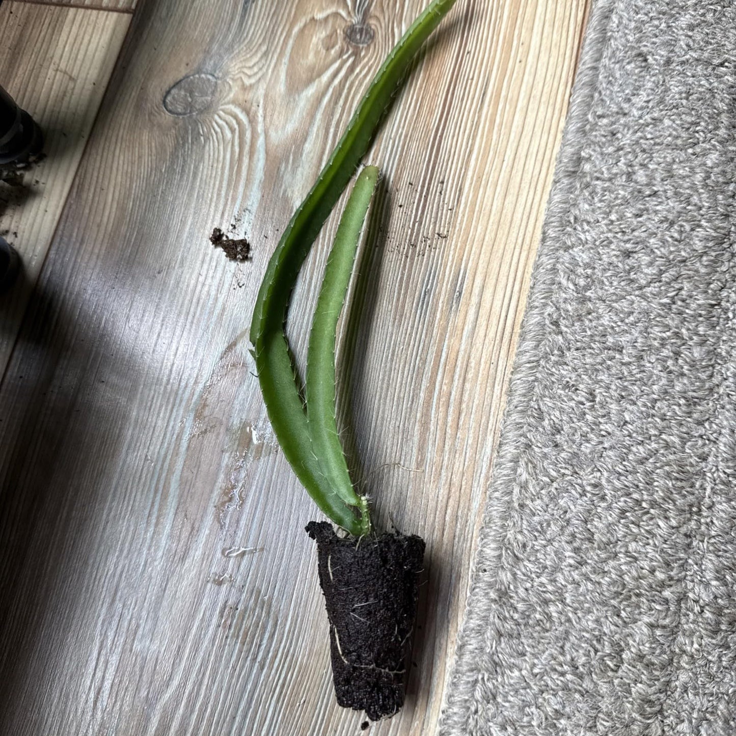 Live Plant - 1 Yellow Dragon Fruit Live Plant Hylocereus megalanthus Tropical Starter Plant