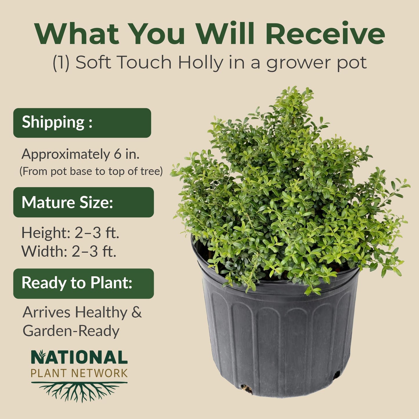 2.25 Gal. Holly Soft Touch Shrub - Glossy Evergreen Shrubs w/Interesting Silver Midvein - Hardy, Low Maintenance Outdoor Shrubs - Fresh Holly Shrub for Hedges, Privacy Screens, Borders & More