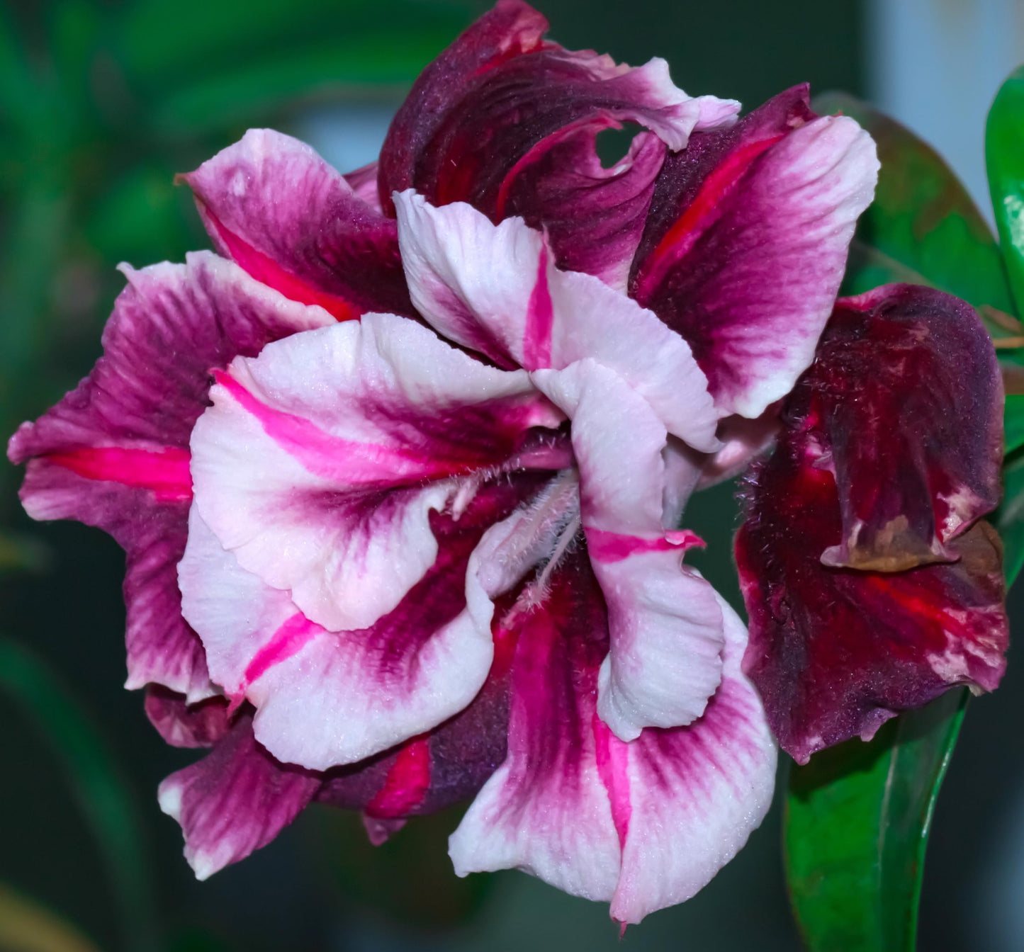 100 Desert Rose Seeds for Planting Mixed Color Ready to Grow Adenium Obesum Seed Exotic Succulent Colorful Bonsai Plant Tropical Rose Flower Planting Non-GMO Heirloom (100, Seeds)