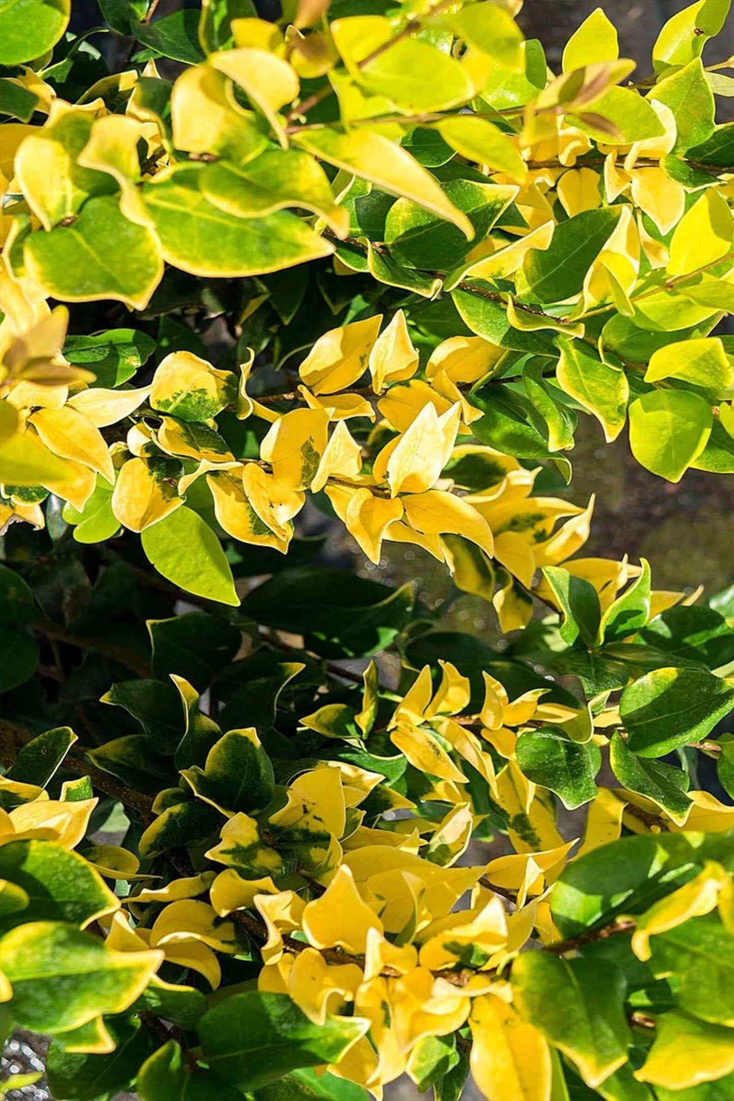 Ligustrum Japonicum Howardi I 2 Large Trade Gallon Size Plants I Variegated Privet Howard I Quality, Evergreen Japanese Privet Shrub for Ornamental Landscaping, Fast-Growing, Low-Maintenance