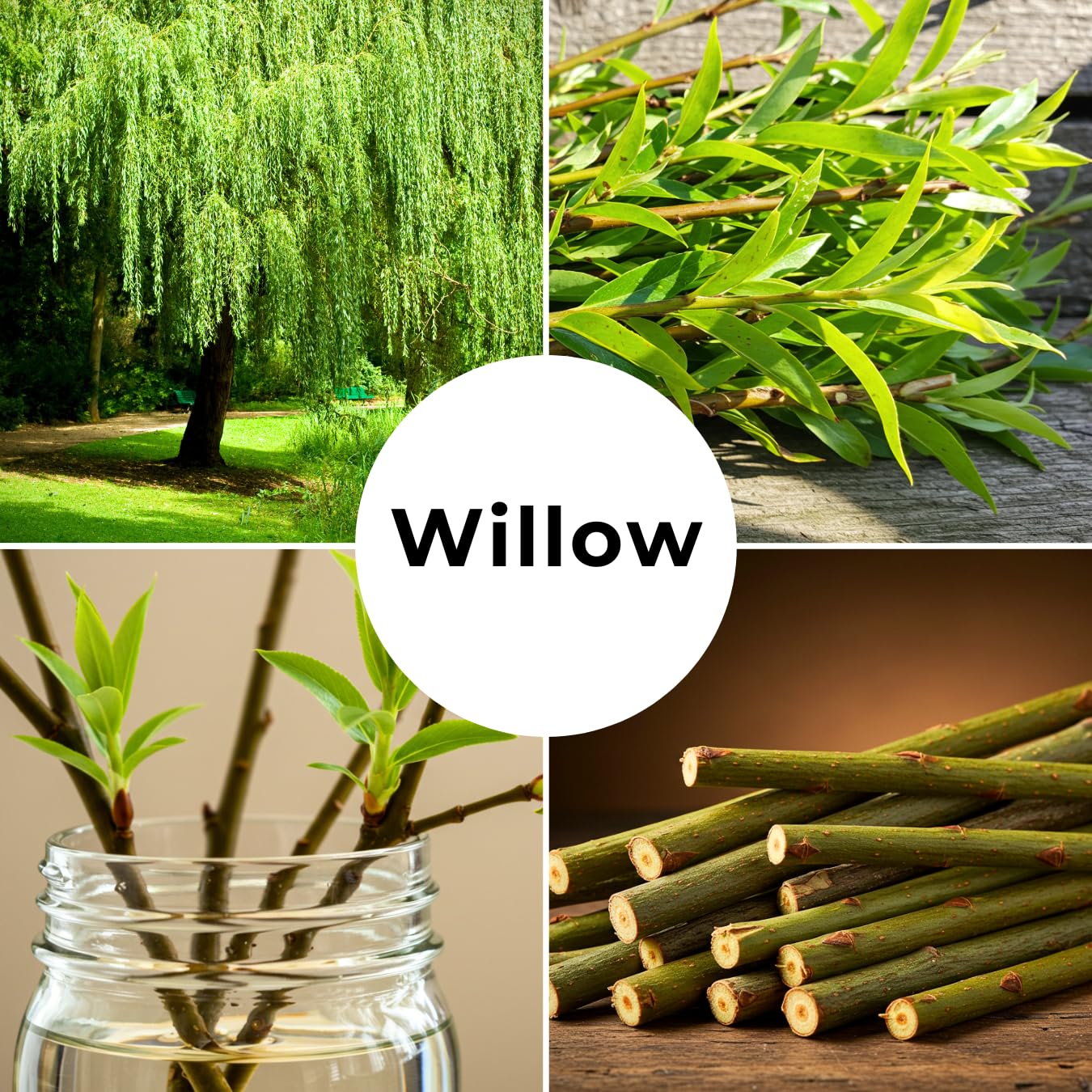 10 Austree Hybrid Willow Trees, Fastest Growing Shade or Privacy Tree - Austree Hybrid Willow Tree - 10 Live Trees