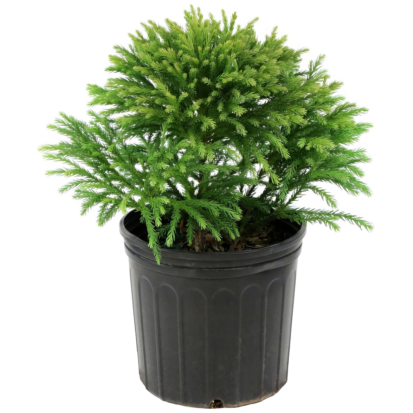 3 gal. Cryptomeria Globosa Nana Shrub