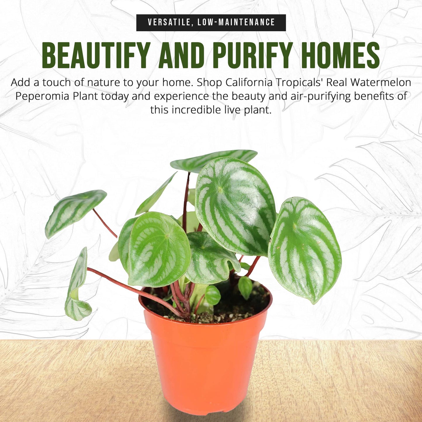 California Tropicals Watermelon Peperomia Plant - 4'' Unique Mini Houseplant - Easy Live Potted Plant for Small Indoor Spaces, Air Purifying - Tiny Garden Gem, Tropical Office Decor