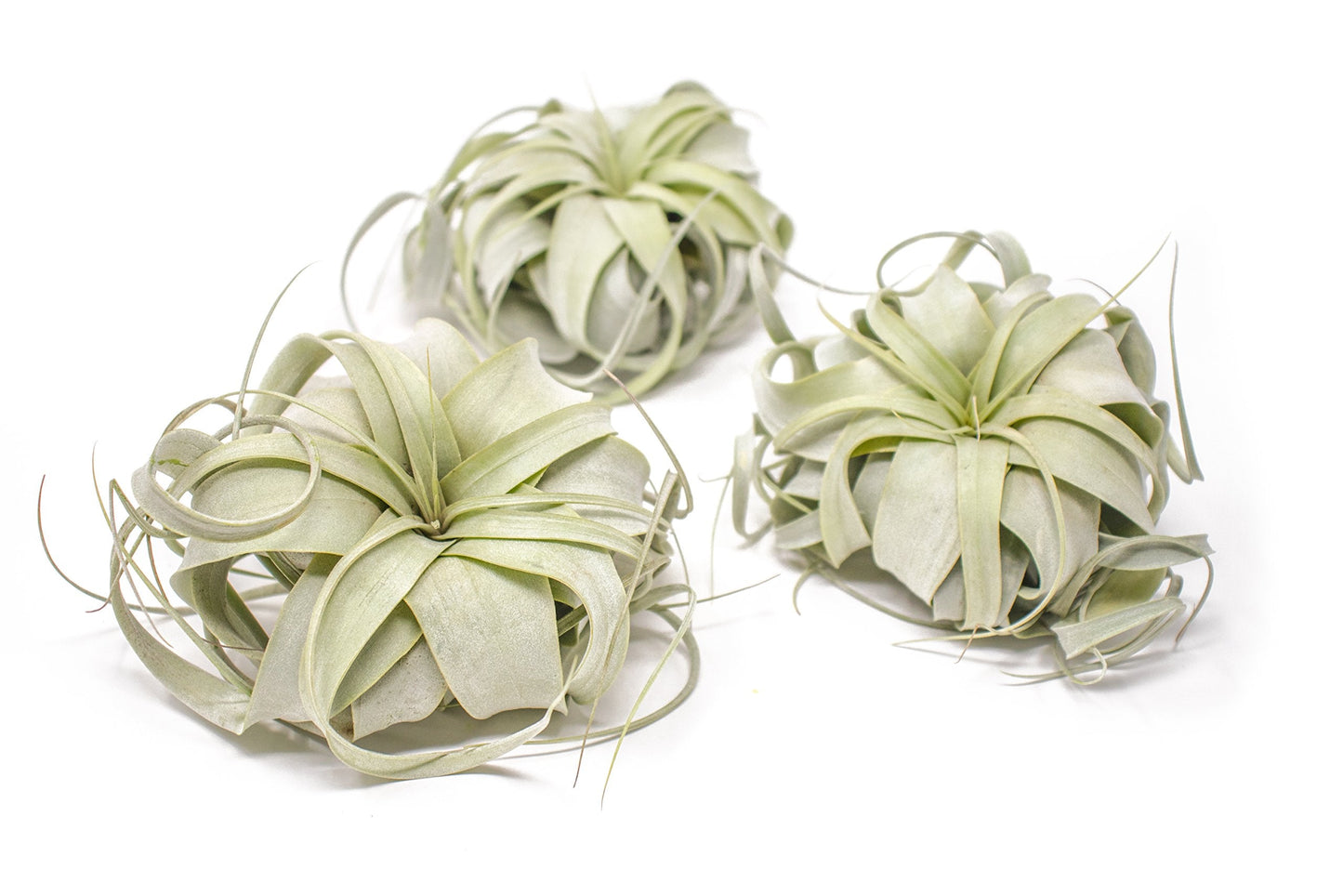 Tillandsia Xerographica Air Plant Set (3 Pack), Tillandsia Air Plants Live Large Indoor Plants Live Houseplants, Exotic Plants for Succulent Terrarium, Succulents Plants Live Plants by Plants for Pets