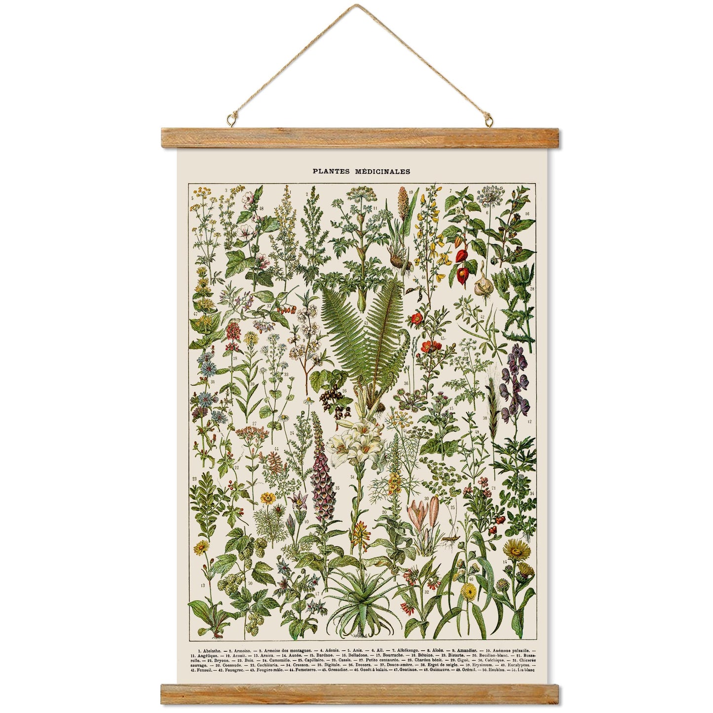 Ovfovy Vintage Botanical Fern Varieties Poster, Retro Style Art Prints with Wood Frames, for Schools, Homes, Ready to Hang