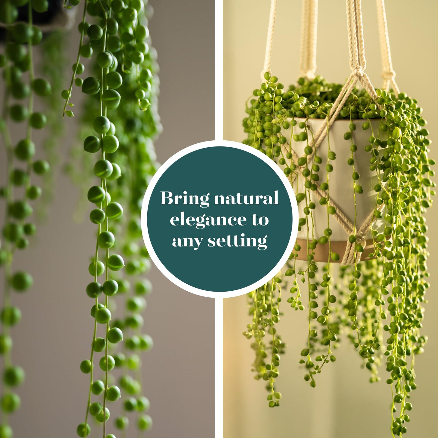 Shop Succulents String of Pearls Succulent Plant 2" Grow Pot Pack of 20