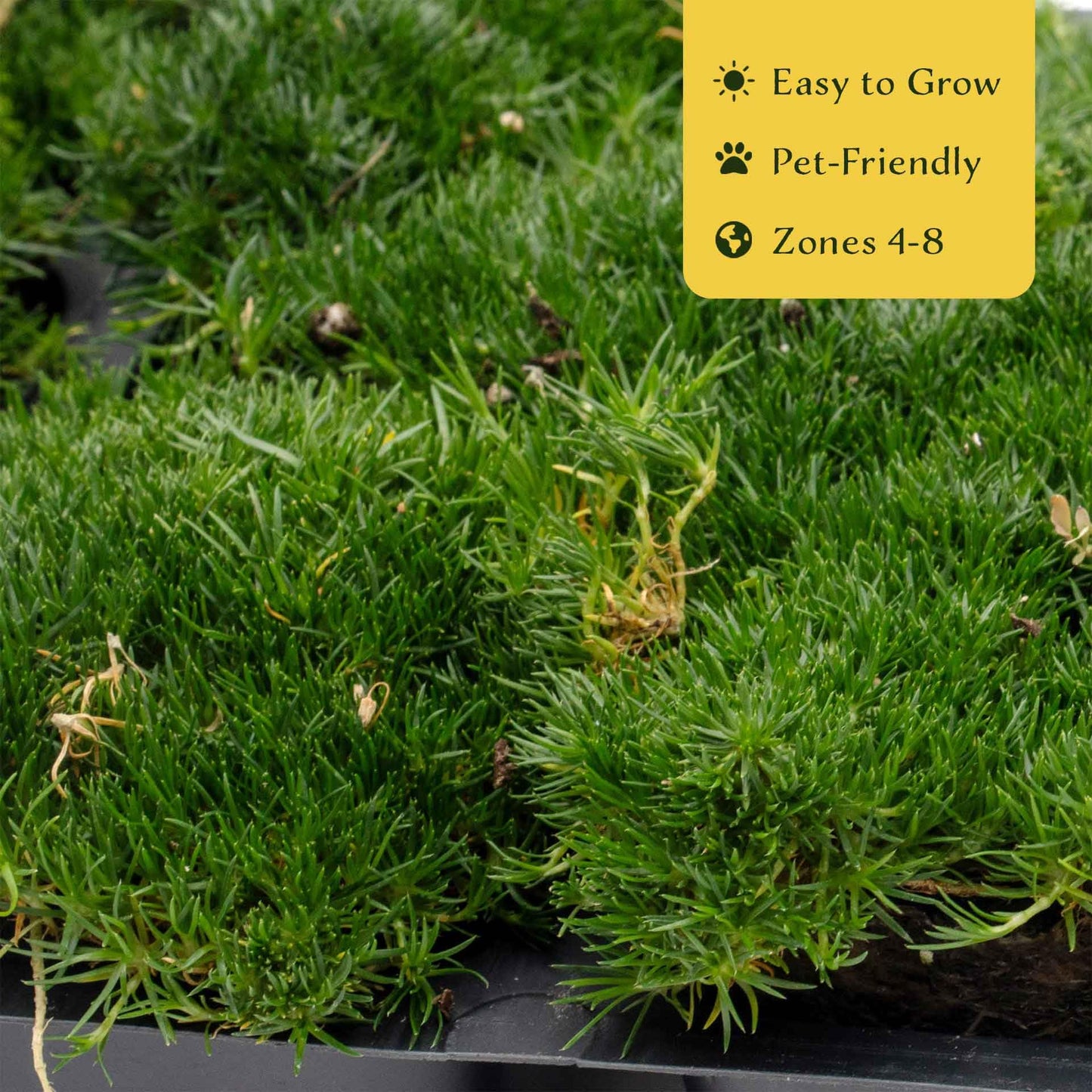 3 Irish Moss – Soft Evergreen Mossy Groundcover with White Spring Flowers for Rock Gardens & Pathways (Sagina subulata) in 2.5″ Cubes, Live Plants