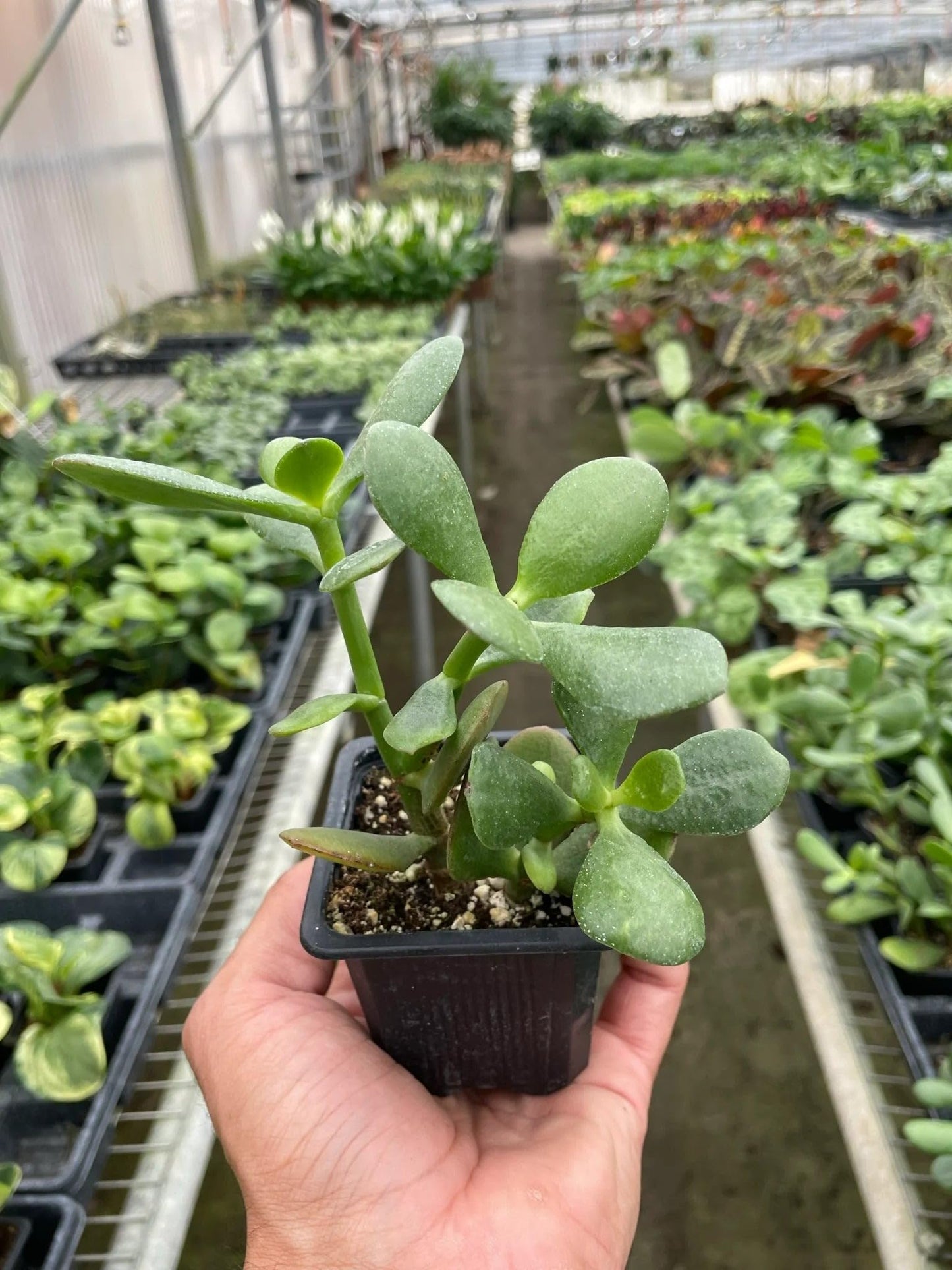 Succulent Crassula 'Jade' | Live Plant for Indoor & Outdoor | for Living Room, Office, Bathroom | (3" Pot)
