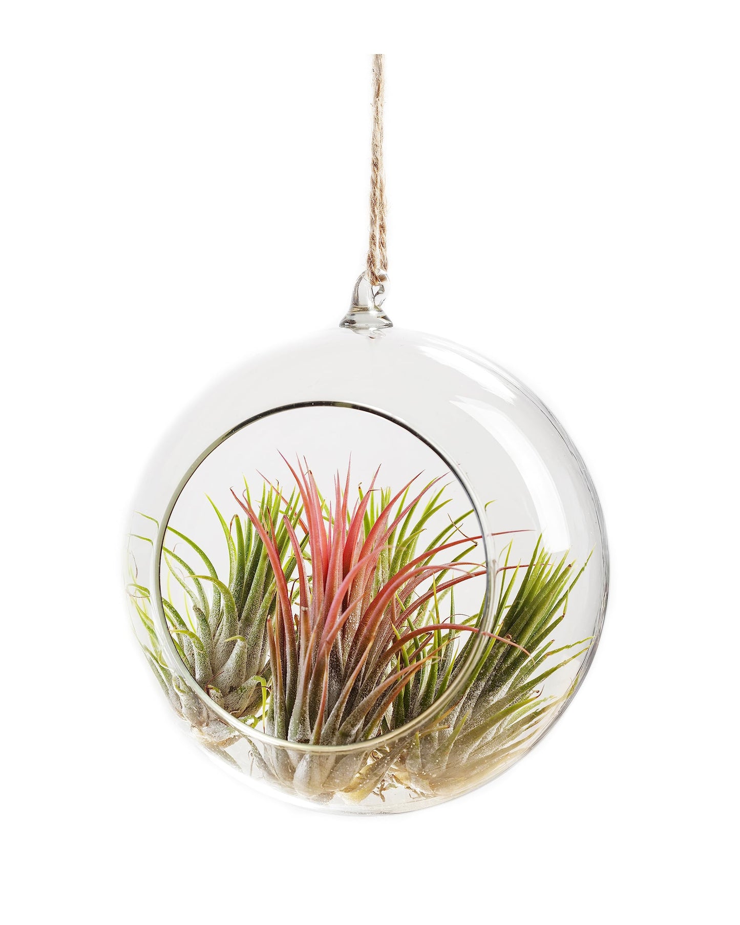 Ionantha Tillandsia Air Plants Live Indoor Plants (10PK), Air Plant Terrarium Plants Live Houseplants, Live Plants Indoor Plant Kit, Easy Care Plants for Air Plant Holder or Garden by Plants for Pets
