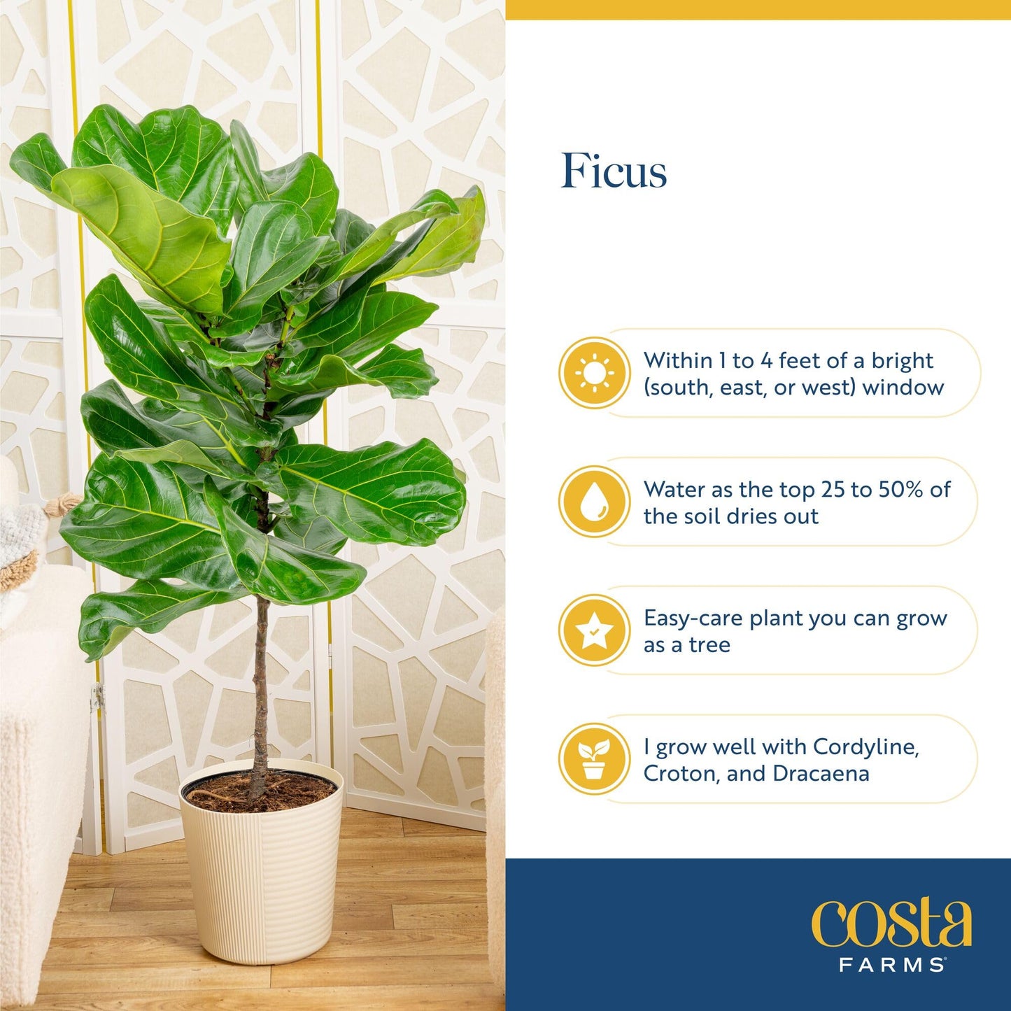 Costa Farms Fiddle Leaf Fig Tree, Ficus Lyrata Live Indoor Floor Houseplant in Decor Planter, Tropical Plant for Home Potted in Soil, Home and Office Decor, Housewarming Gift, 3-4 Feet Tall