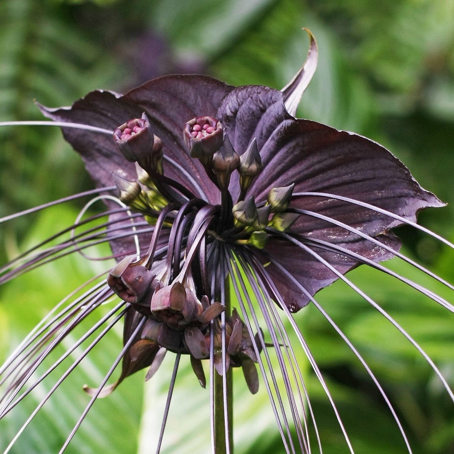 Easy to Grow Tacca Chantrieri 'Black Bat Plant' Rhizome (1 Pack) - Unusual Dark Purple-Black Blooms Spring to Fall in Tropical Gardens