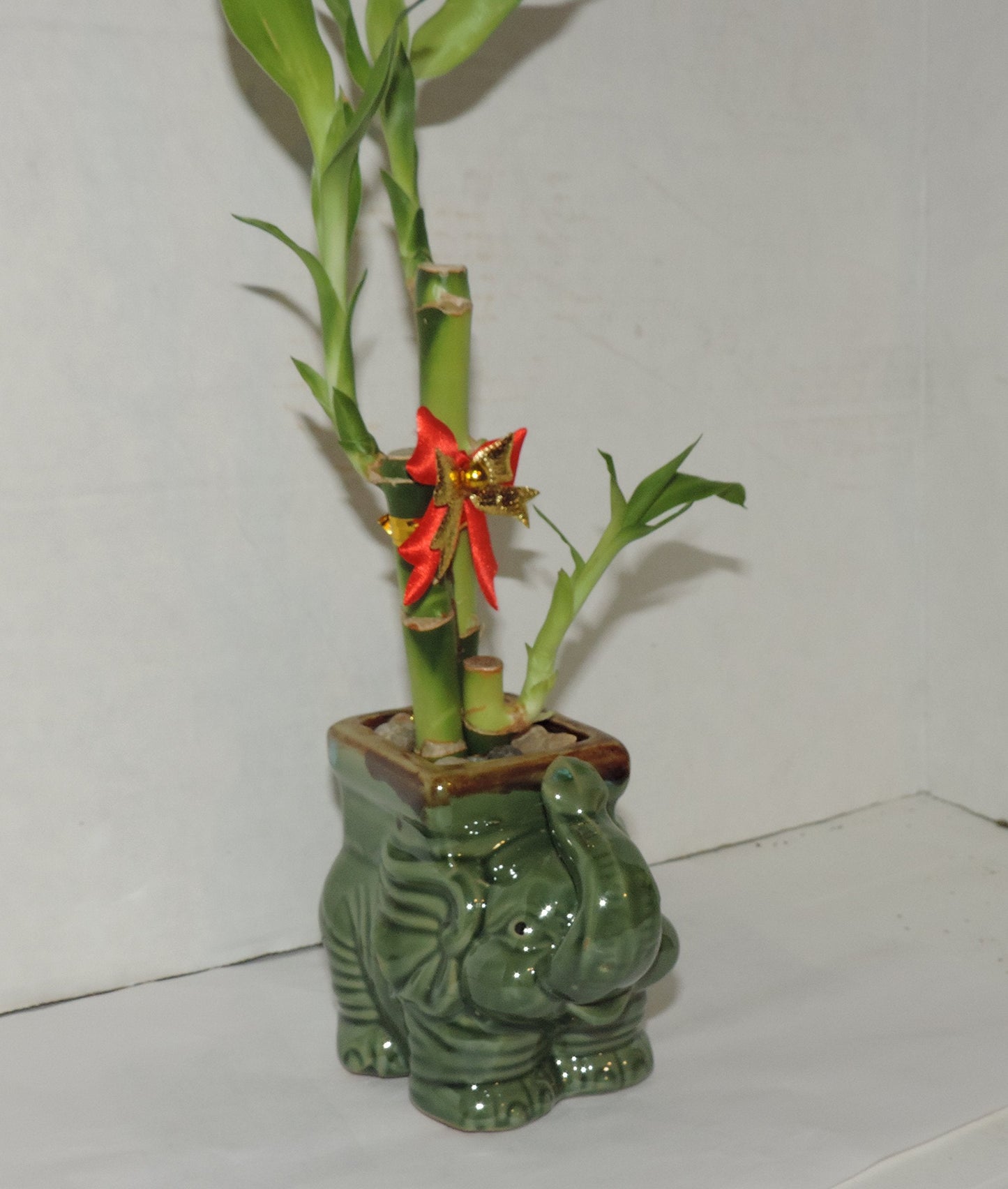 JMBAMBOO- Live 3 Style Lucky Bamboo Plant Arrangement with Ceramic elephant Vase
