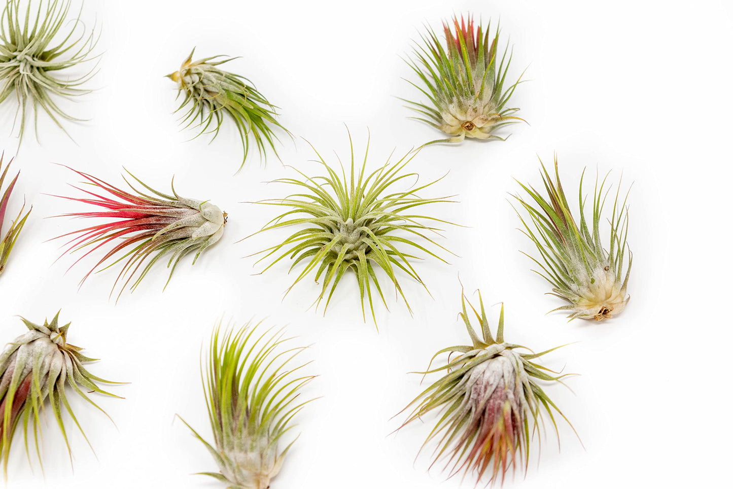 5 Pack Large Air Plants Tillandsia Ionantha Guatemala - Live Succulent House Plants - Available in Wholesale and Bulk - Home and Garden Decor - Easy Care Indoor and Outdoor Plants (Pack of 5)