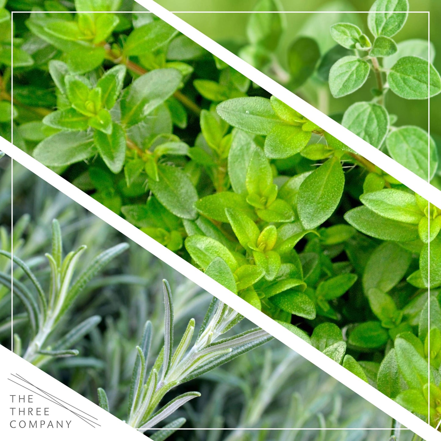 Live Aromatic and Edible Herb Assortment (Rosemary, Eucalyptus, Mint, Lemon Balm, Other Assorted Herbs), 6 Plants Per Pack