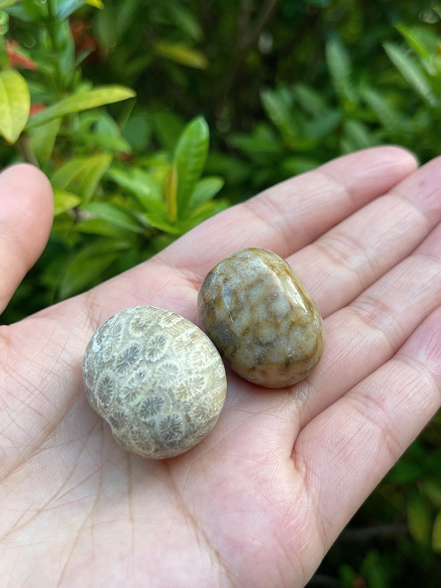 GAF TREASURES 5 Pcs Fossil Coral Tumbled Stones, Polished Natural Fossil Coral Gemstone, Fossil Coral Healing Crystals (Fossil Coral)