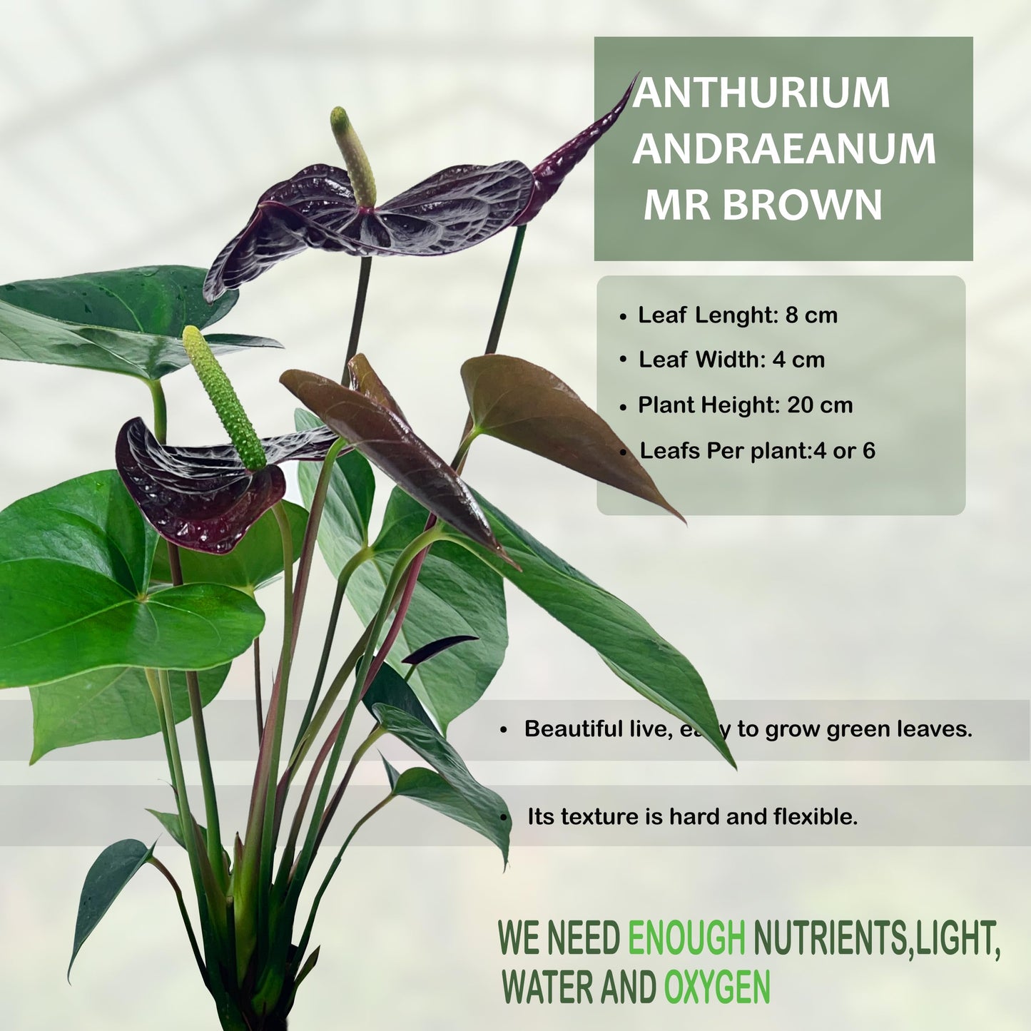 LEAL PLANTS ECUADOR Anthurium Andraeanum Mr Brown Live Plant (Pack of 2) Easy Care, Air-Purifying Indoor Plant for Wellness & Home Decor, Office Desk, Unique Sustainable Gift