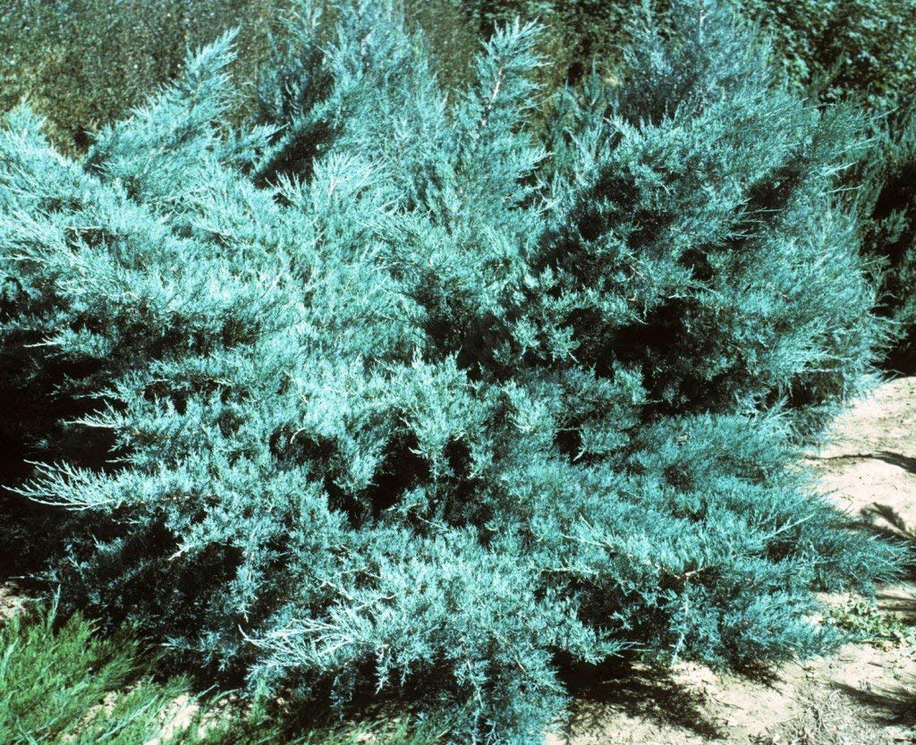 Blue Pfitzer Juniper - 3 Live Plants - Juniperus Chinensis - Drought Tolerant Cold Hardy Evergreen Ground Cover