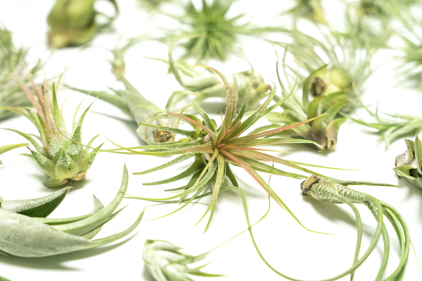 Air Plant Low Light House Plants Box 10PK, Tillandsia Air Plants Live Houseplants Live Indoor Plants Live Succulents Plants Live Terrarium Plants Live, Air Plant Holder Airplant Kit by Plants for Pets