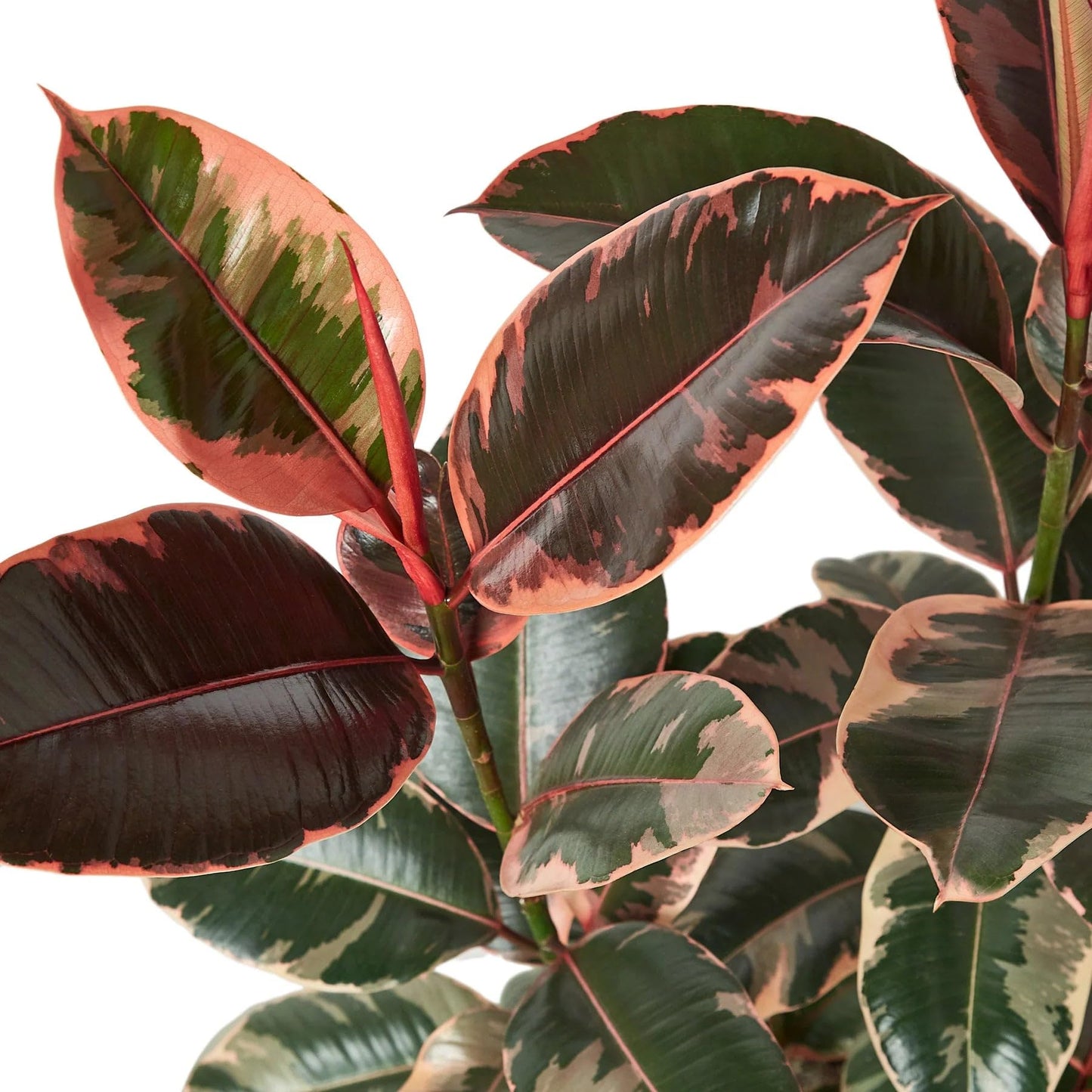 Ficus Elastica 'Ruby Pink' in 4in Pot - Live Plants Tropical Houseplants | Variegated | USA Growers | The Snobby Leaf