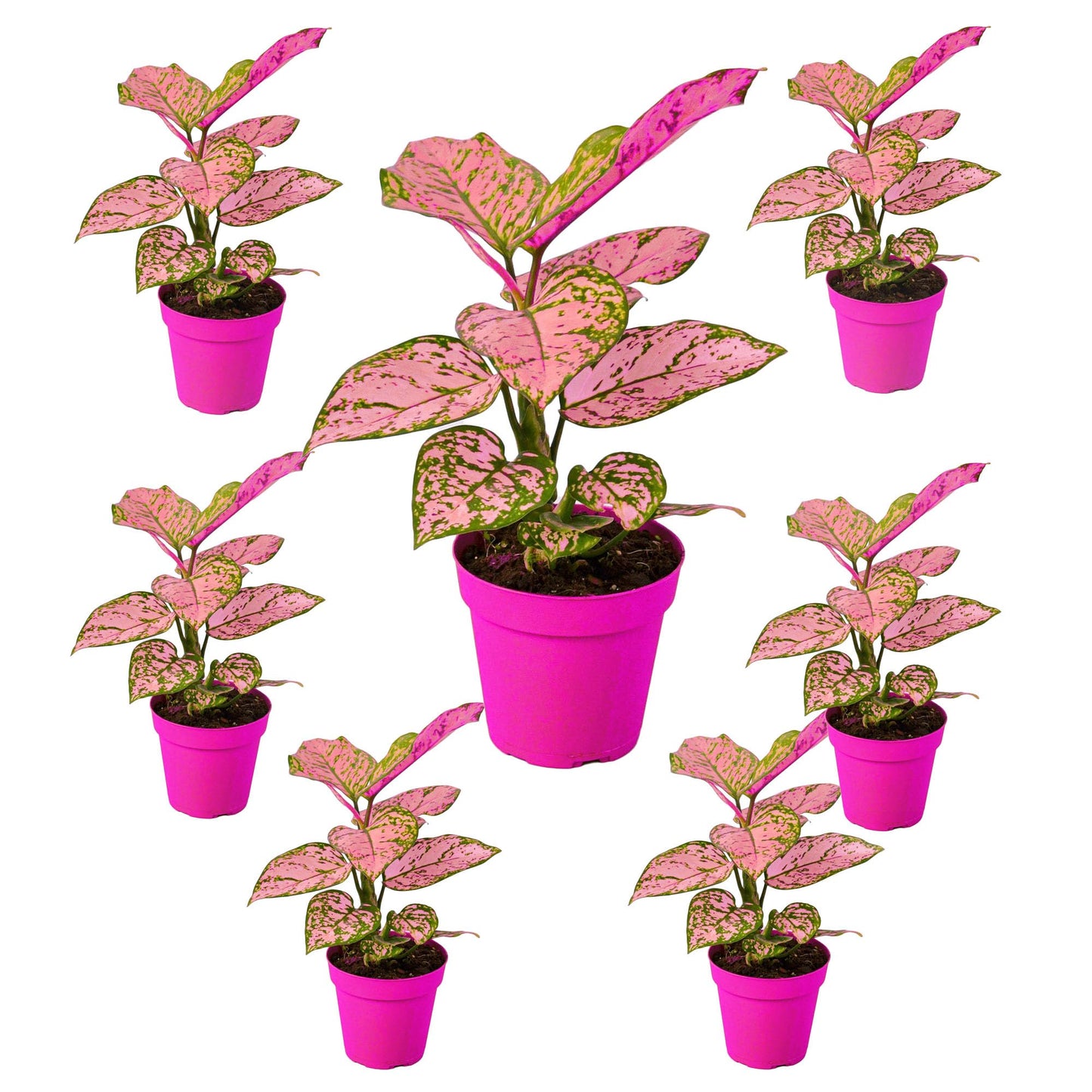 7 Pack Chinese Evergreen 'Lady Valentine' in 2in Pot - Live Plants Tropical Houseplants | Variegated | USA Growers | The Snobby Leaf