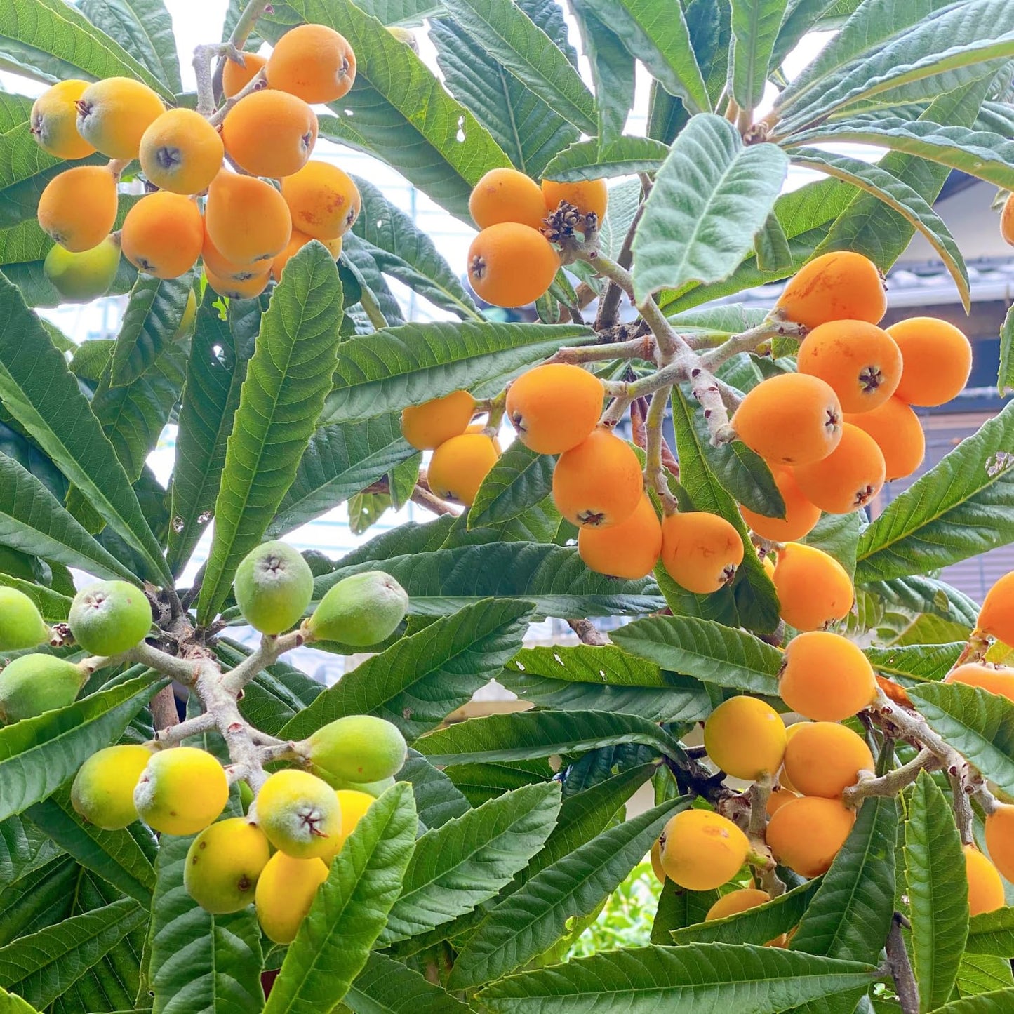 Loquat Tree, 5-9'' Tall Live Loquat Trees Live Plant in 4 Inch Pot, Cold Hardy, Perennial Fruit Plant Seedlings for Home Garden