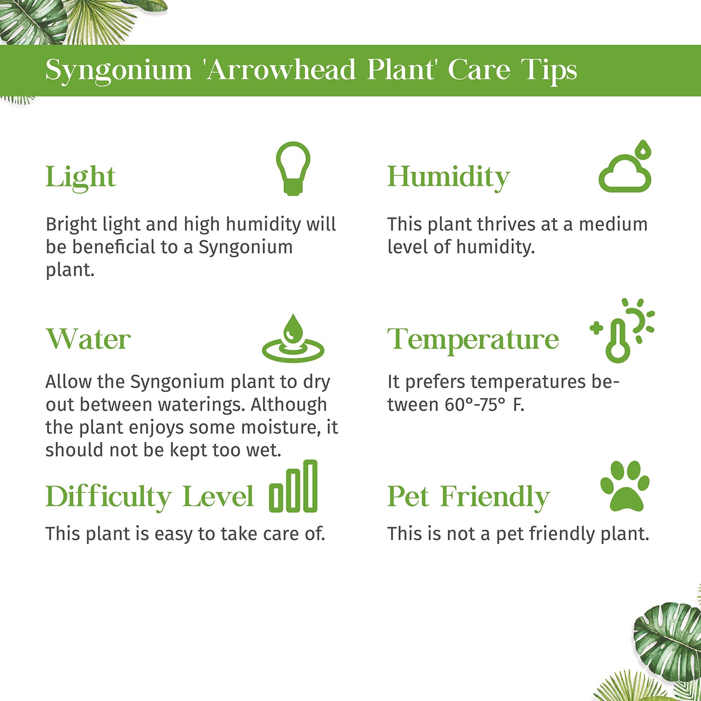 Syngonium wendlandii Black Velvet Live Plant for Indoor | Different Houseplants in 4'' & 6'' Pot | Real House Plant for Living Room, Office, Desk & Bathroom | Black Velvet