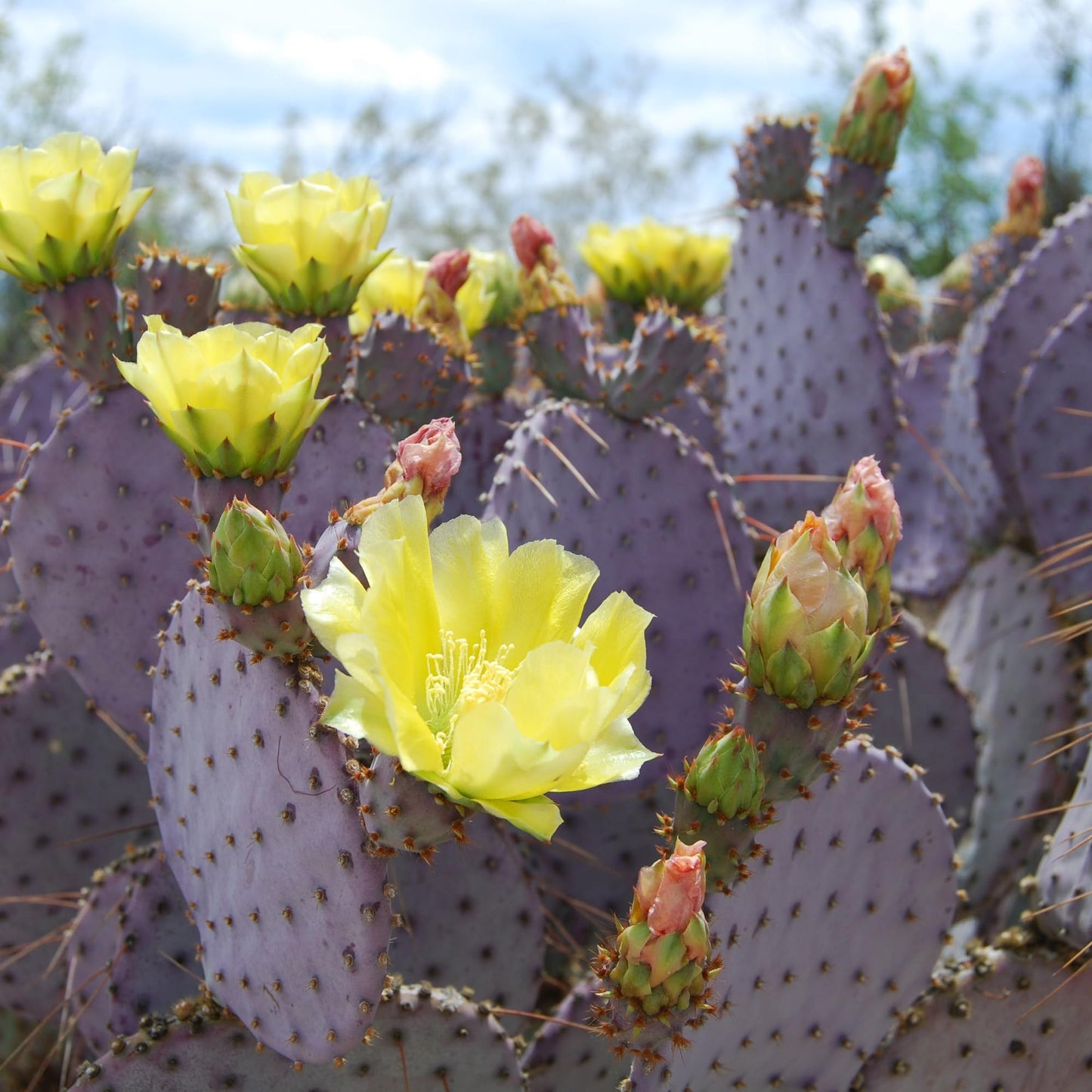 Purple Prickly Pear Cactus Plant Live, Cactus Succulent for Home Decor 6–8 Inch Tall, Cold Hardy, Indoor Outdoor Planting