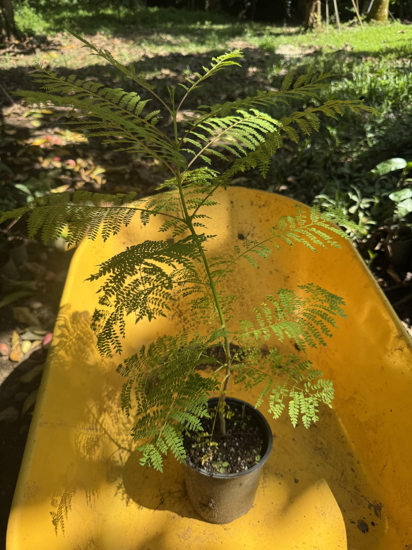 Big Jacaranda Blue mimosifolia (Jacaranda) Tropical Live Fruit Tree(2-3ft)