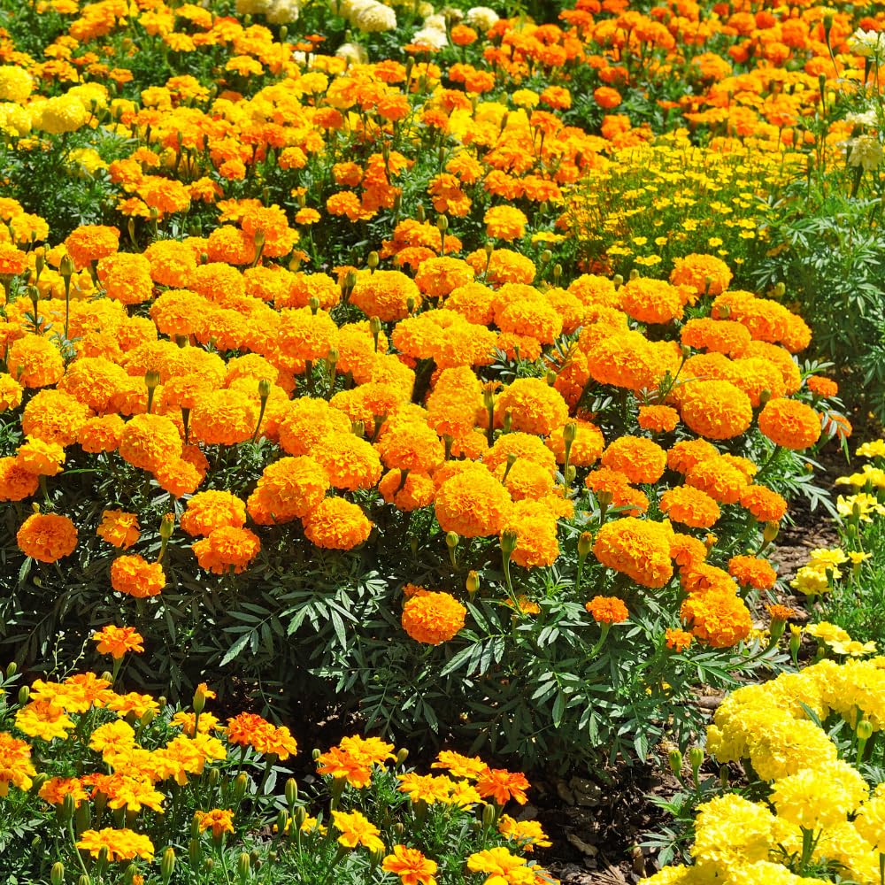 2 Live Marigold Plants for Outside, Orange Marigold Live Plants No Pot Perennial Blooming Flower Gardening, Zone 2 to 11