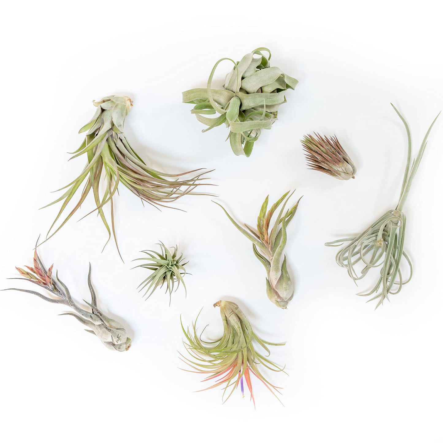 Air Plant Shop 10 Pack Tillandsia Air Plant Grab Bag of Premium Medium & Large Plants- Wholesale and Bulk - Succulents - Live Tillandsia - Easy Care Indoor and Outdoor House Plants
