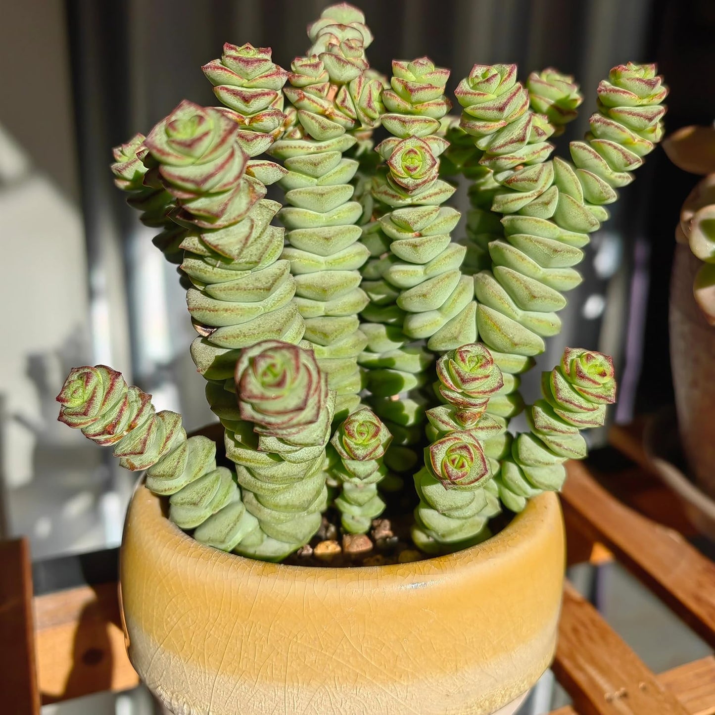 Sprout N Green 4" String of Buttons in White Stripe Pot, Live Crassula 'Baby's Necklace' Trailing Succulent, Rare House Plant for Home Office Wedding Hanging Decoration, DIY Projects, Party Favor