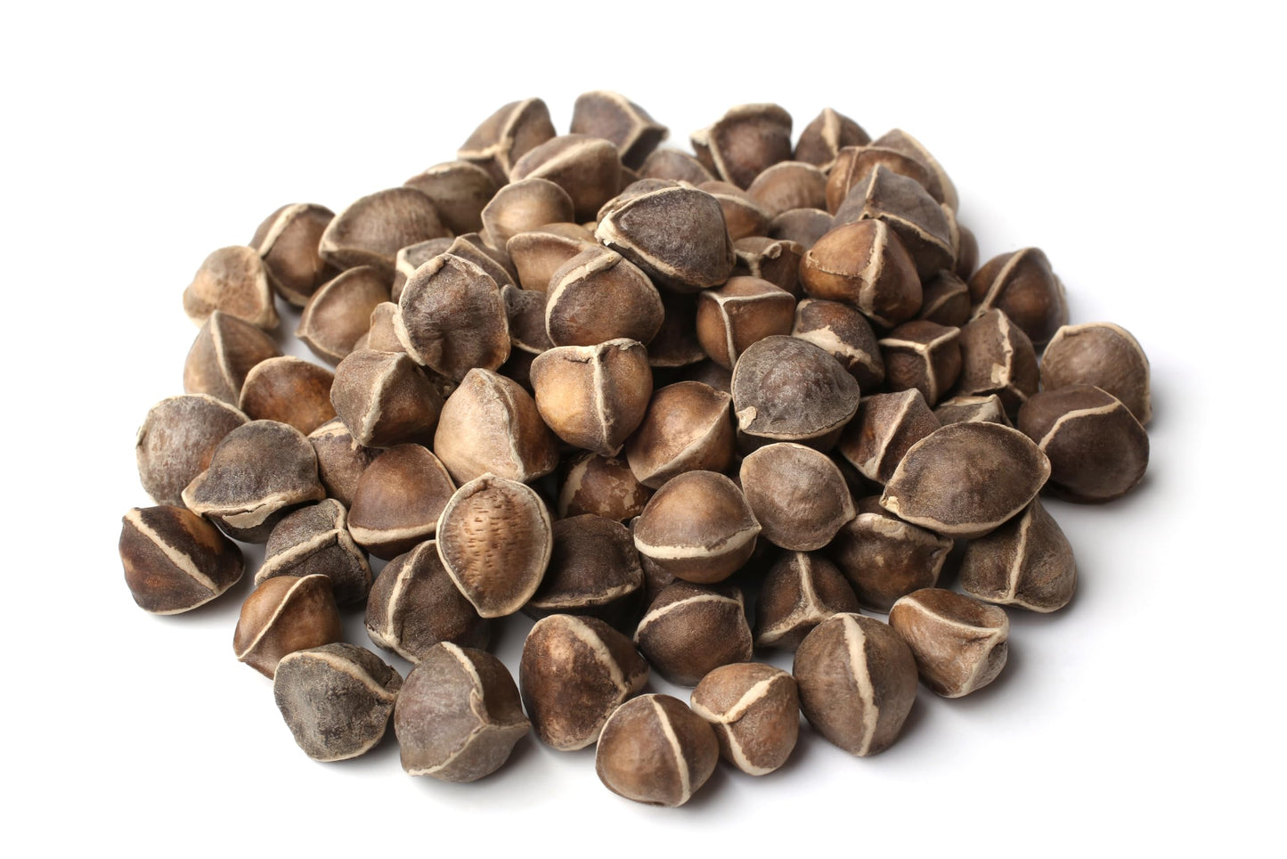 Moringa Tree Seeds for Growing - Grow Moringa Seeds to Eat - Moringa Plant Tree Seedlings - The Tree of Life, Moringa Oleifera (1,000 Seeds)